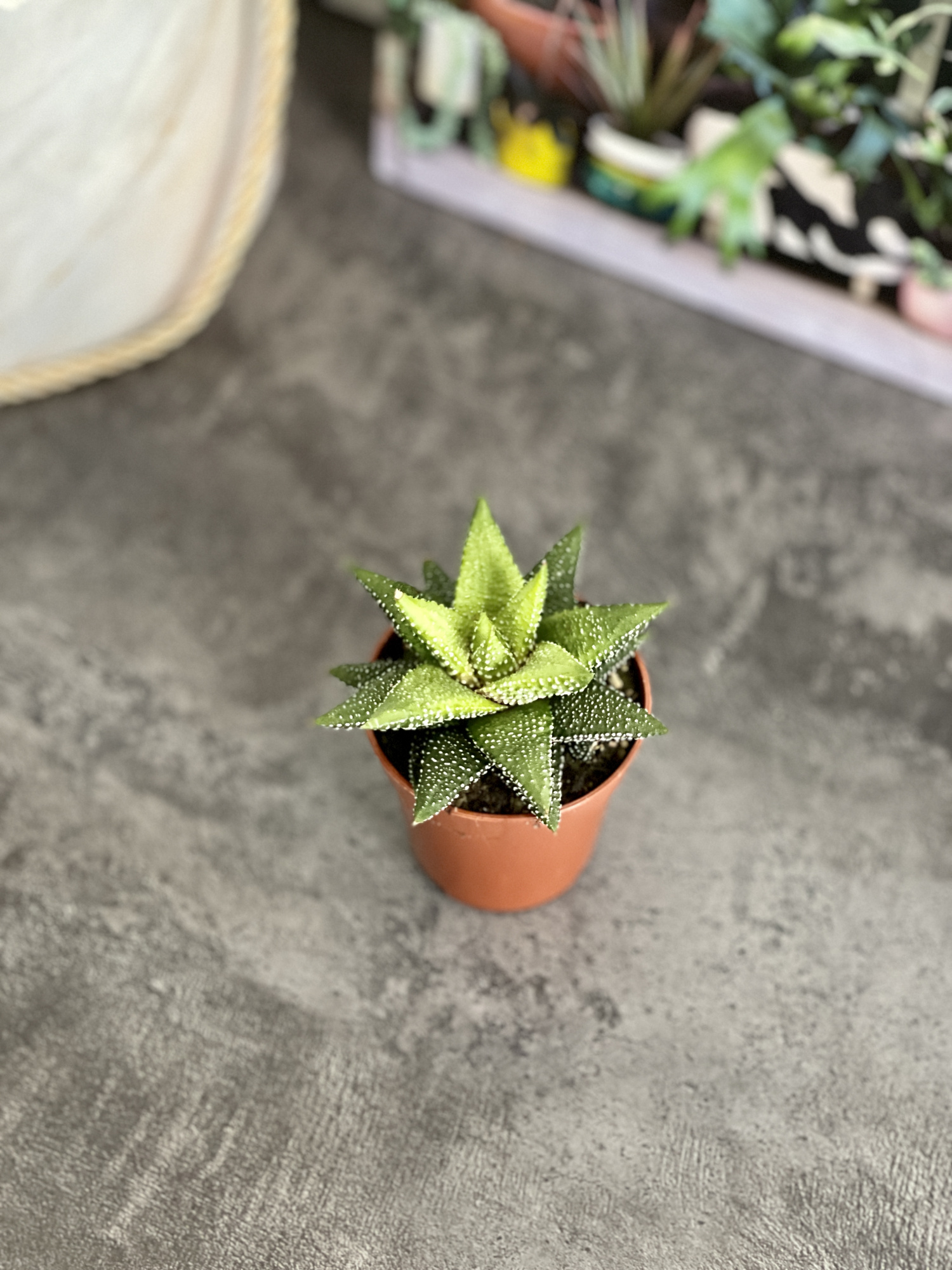 Хавортия Энон  (Haworthia Enon) D5см