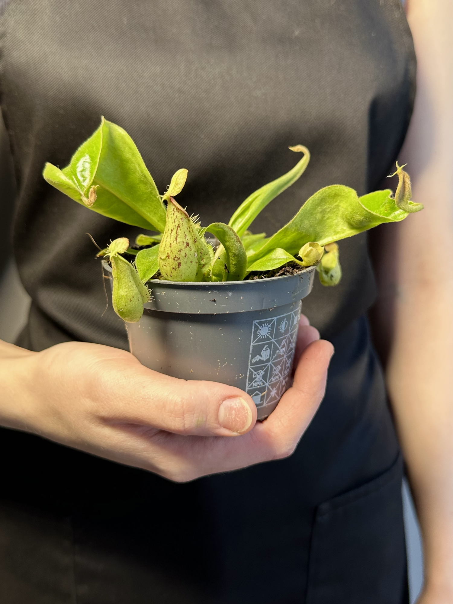 Непентес Хукериана (Nepenthes Hookeriana) D9см