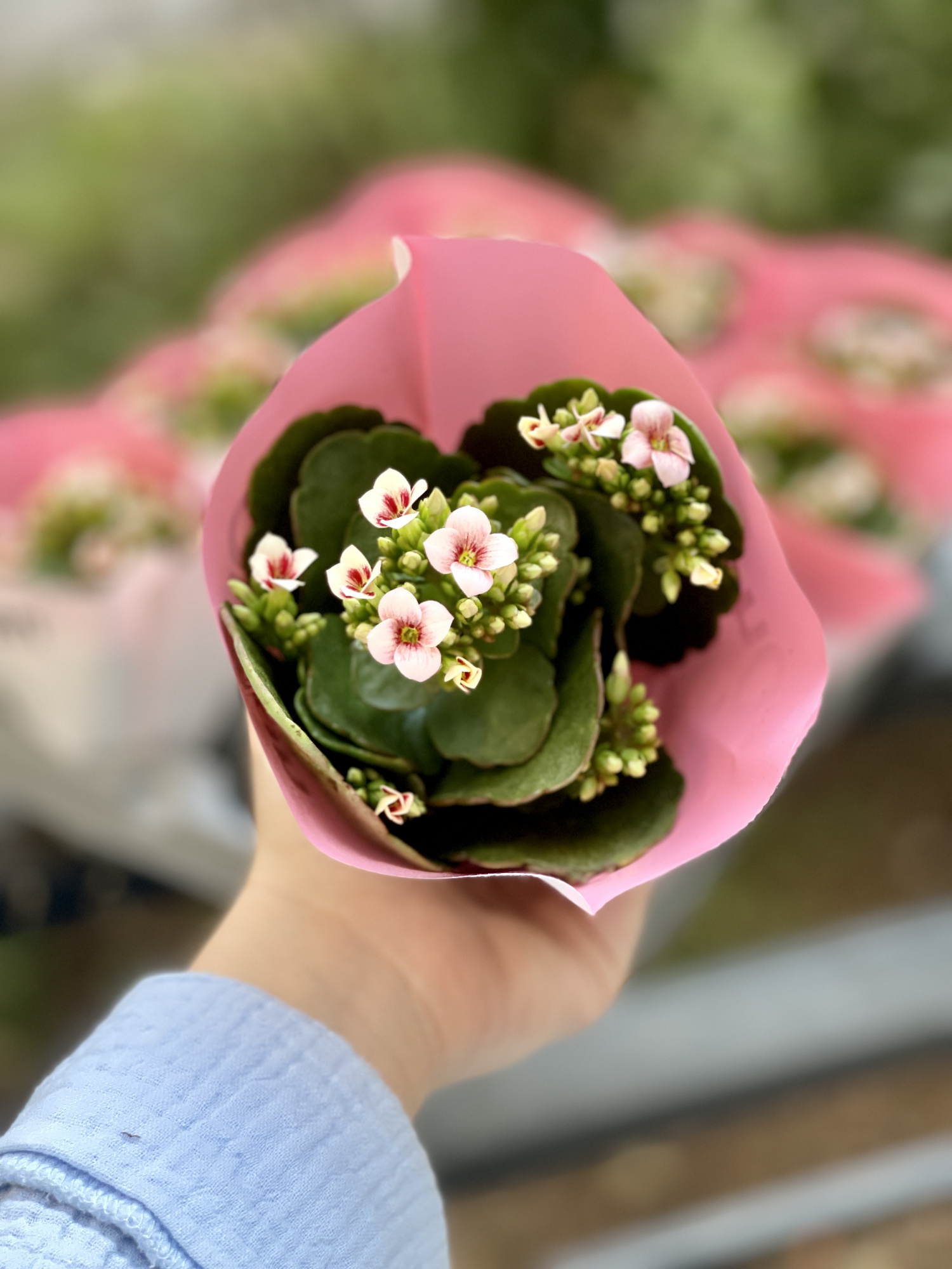 Каланхоэ Розалина Розовая Мэджик (Kalanchoe Rosalina Pink Magic) D6см