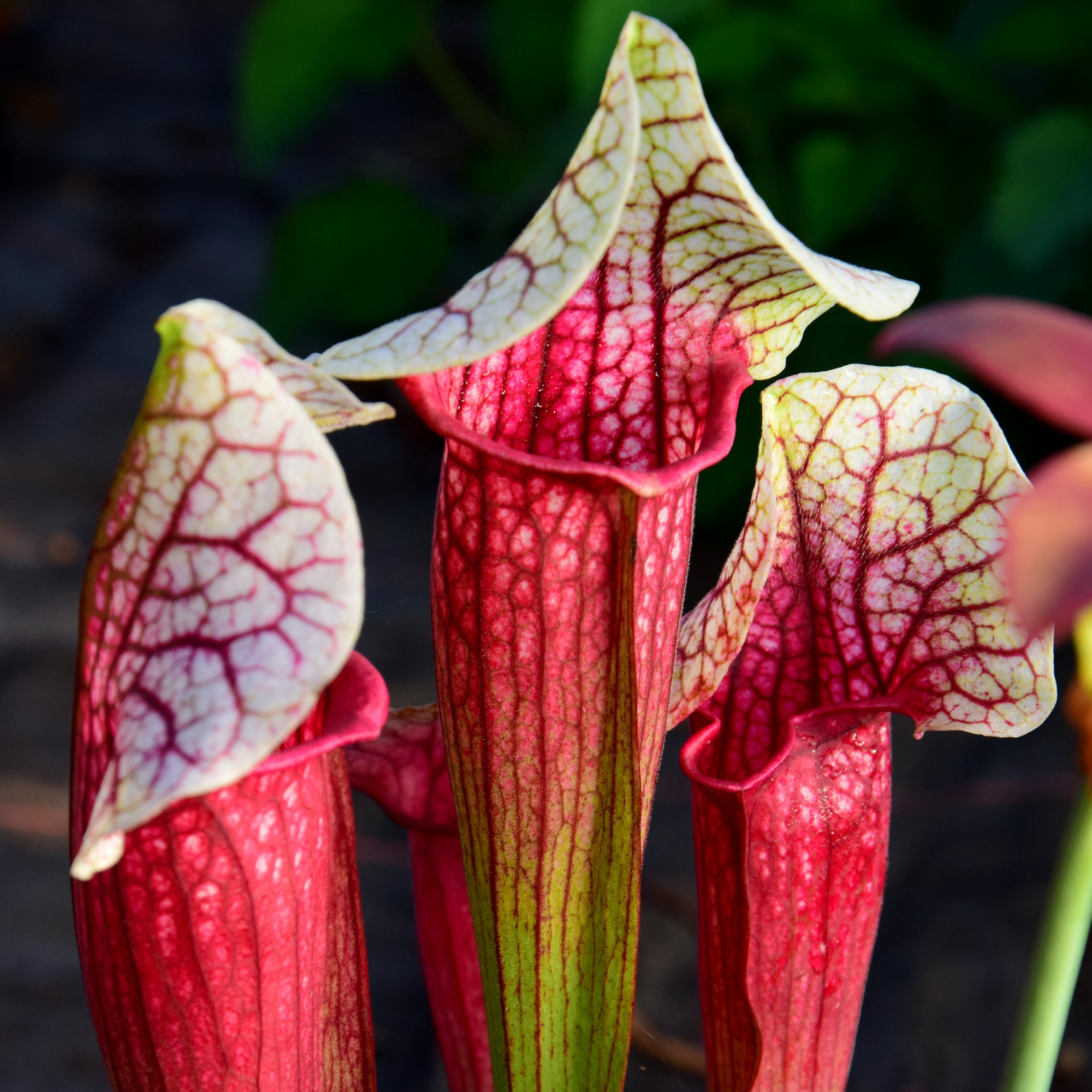 Саррацения Эва (Sarracenia Eva) D9см
