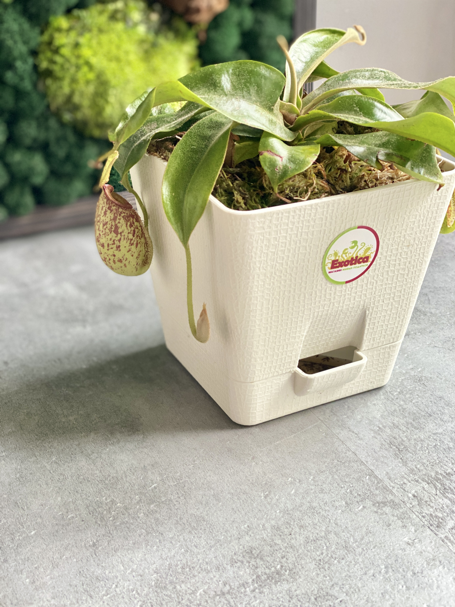 Непентес Хукериана (Nepenthes hookeriana) пересаженный D12 см