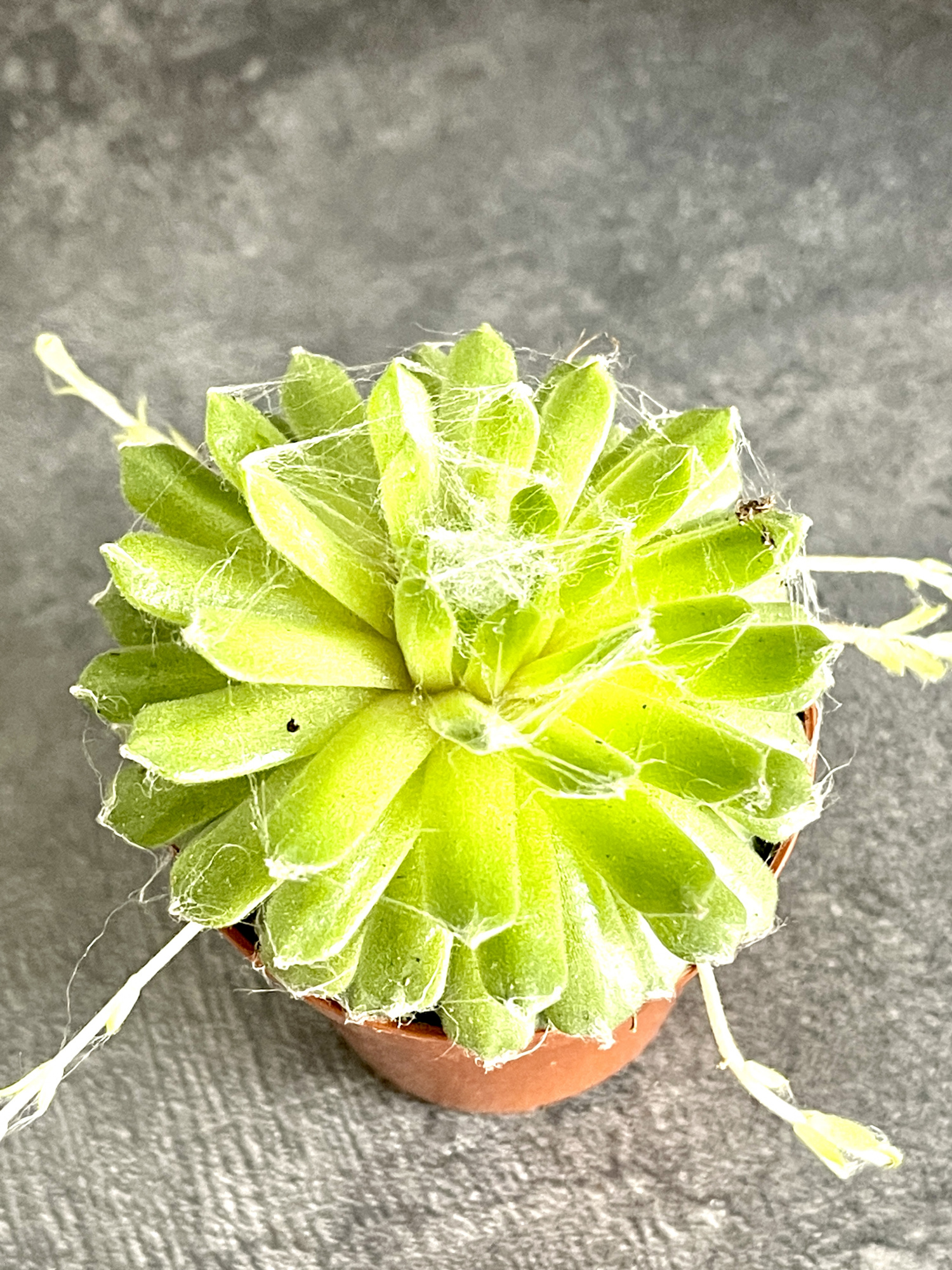 Молодило Паутинистое (Sempervivum Аrachnoideum) D5см