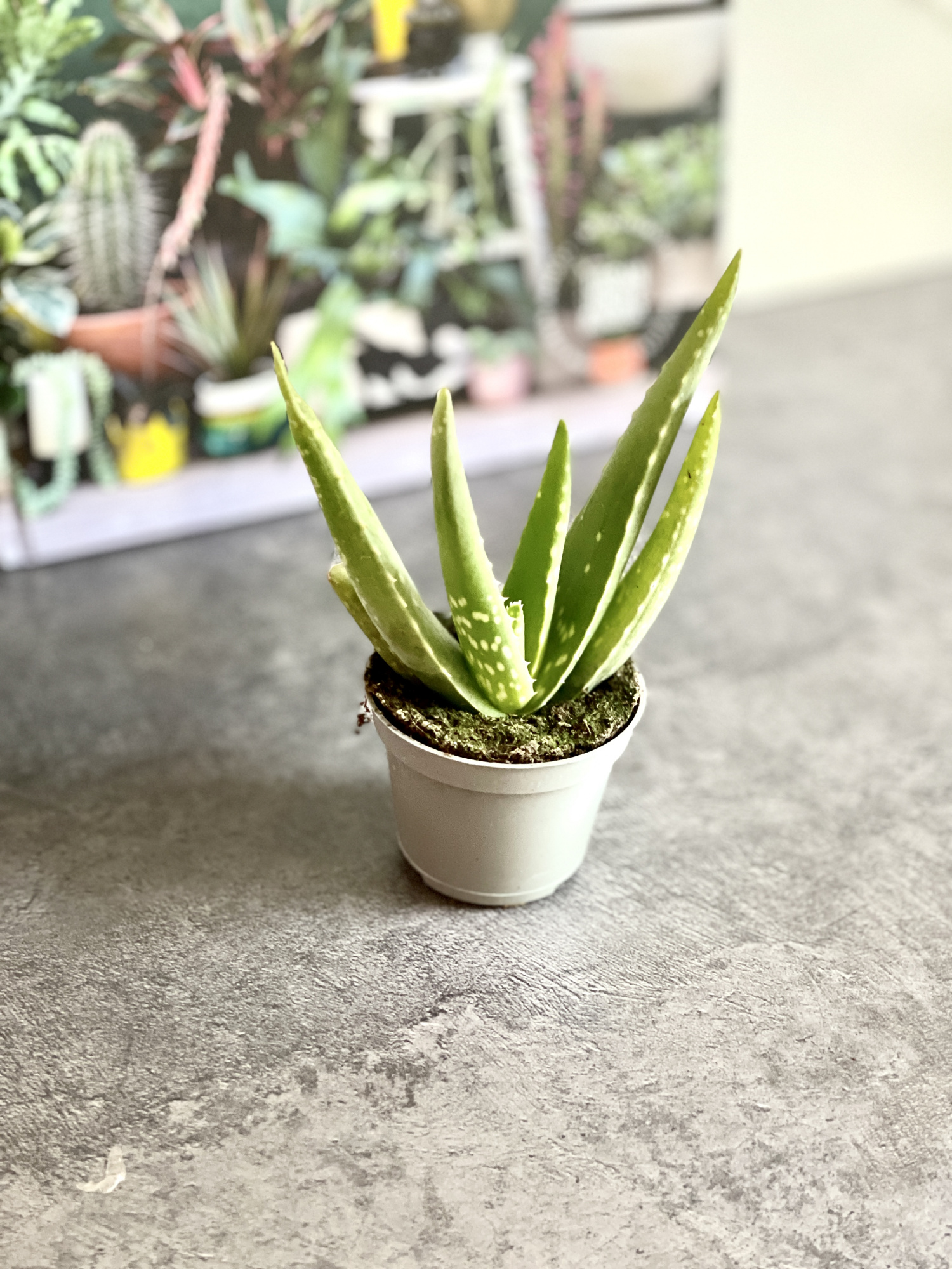 Алоэ Вера (Aloe Vera) D5см
