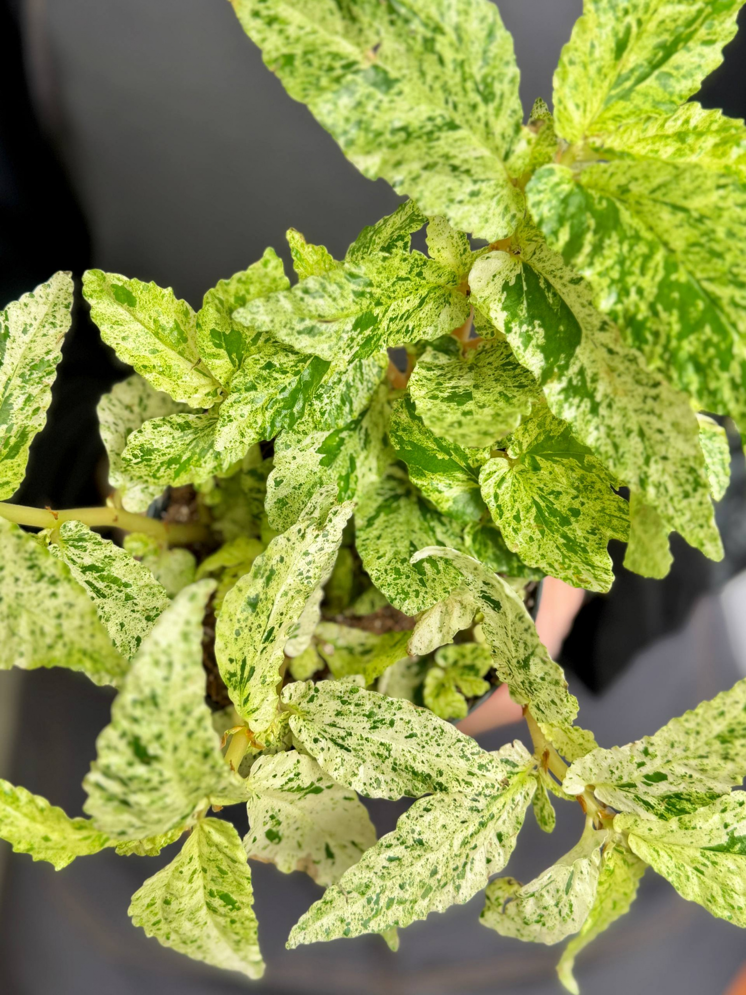 Пеллиония Ползучая Вариегатная (Pellionia Repens Variegata) D12см