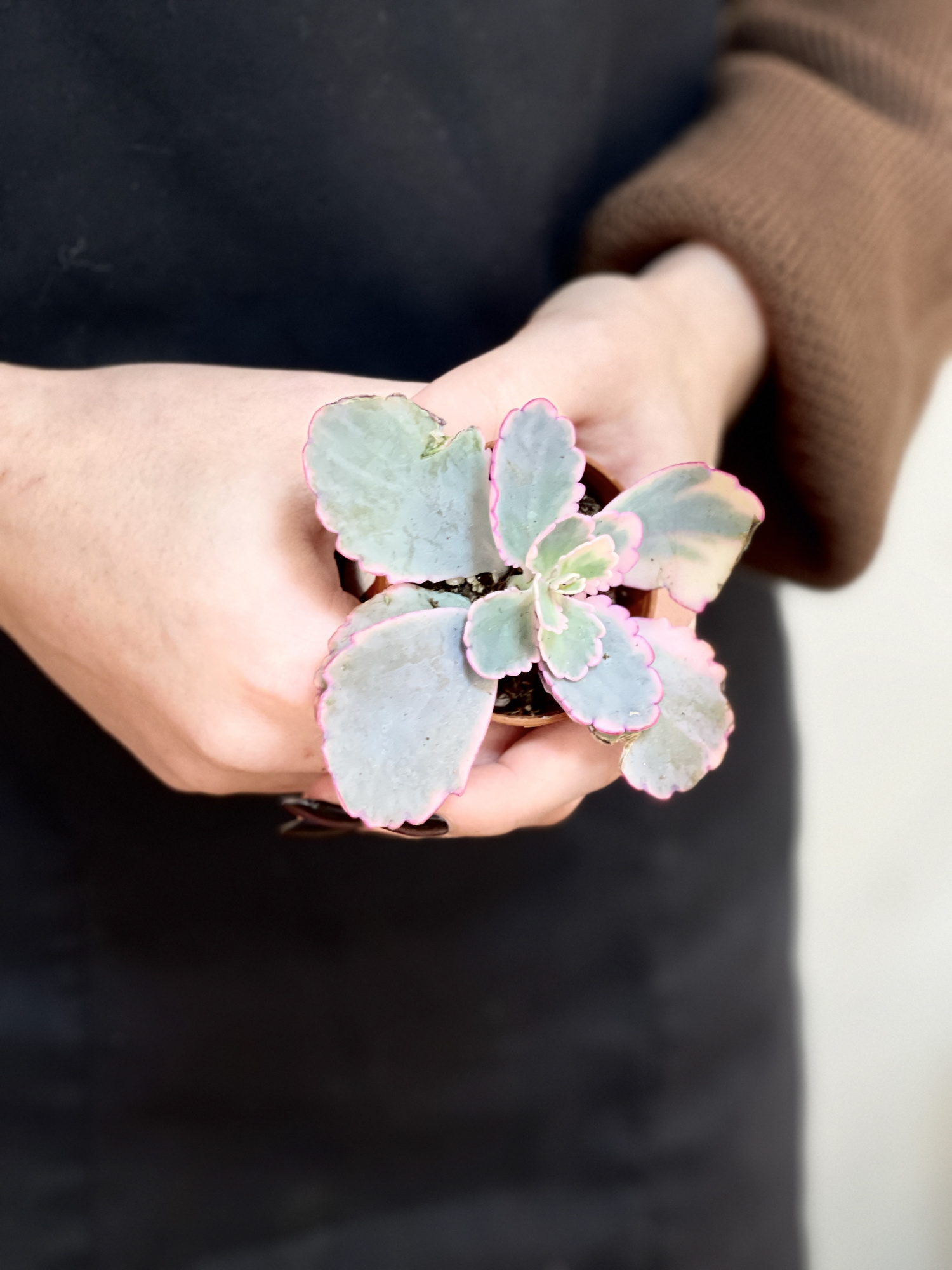 Каланхоэ Федченко Вариегатный (Kalanchoe Fedtschenkoi Variegata) D5см