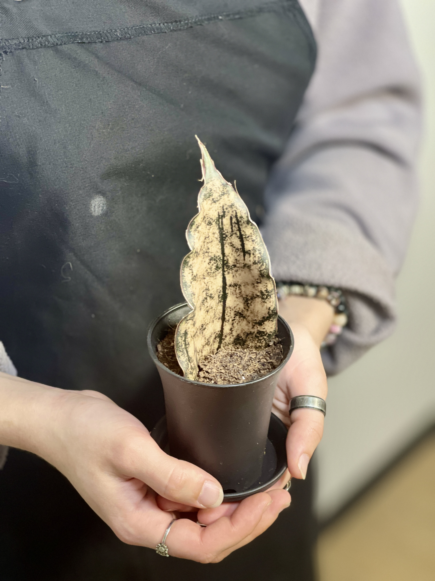 Сансевиерия Стар Каньон Гранит (Sansevieria Star Canyon Granite) D7,5см