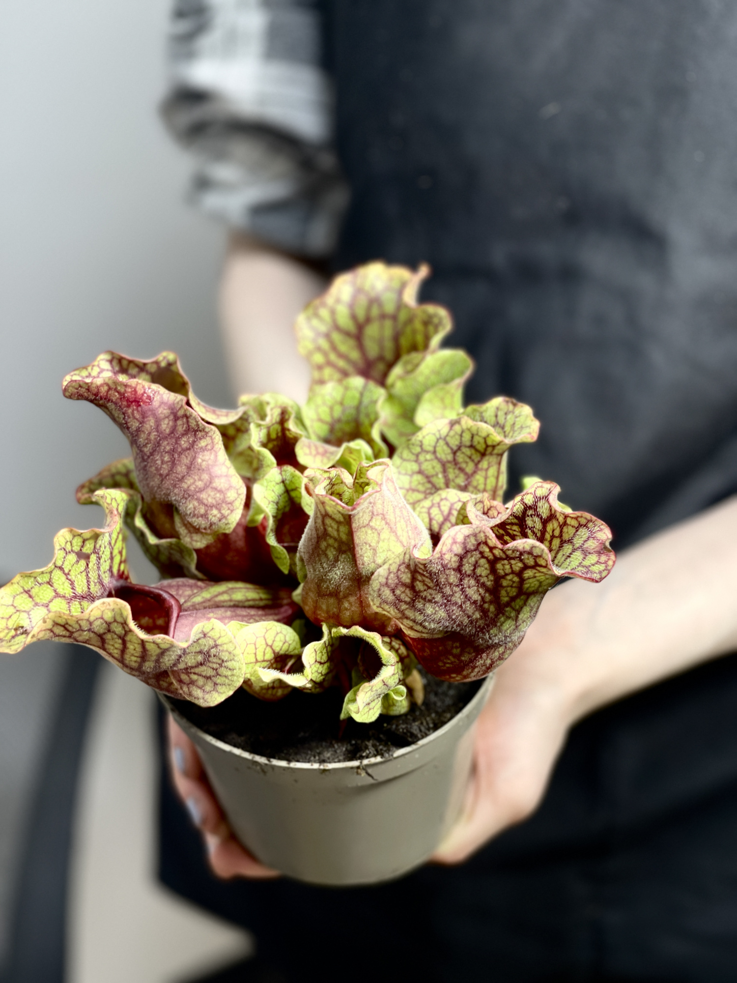 Саррацения Монтана (Sarracenia Montana) D12см