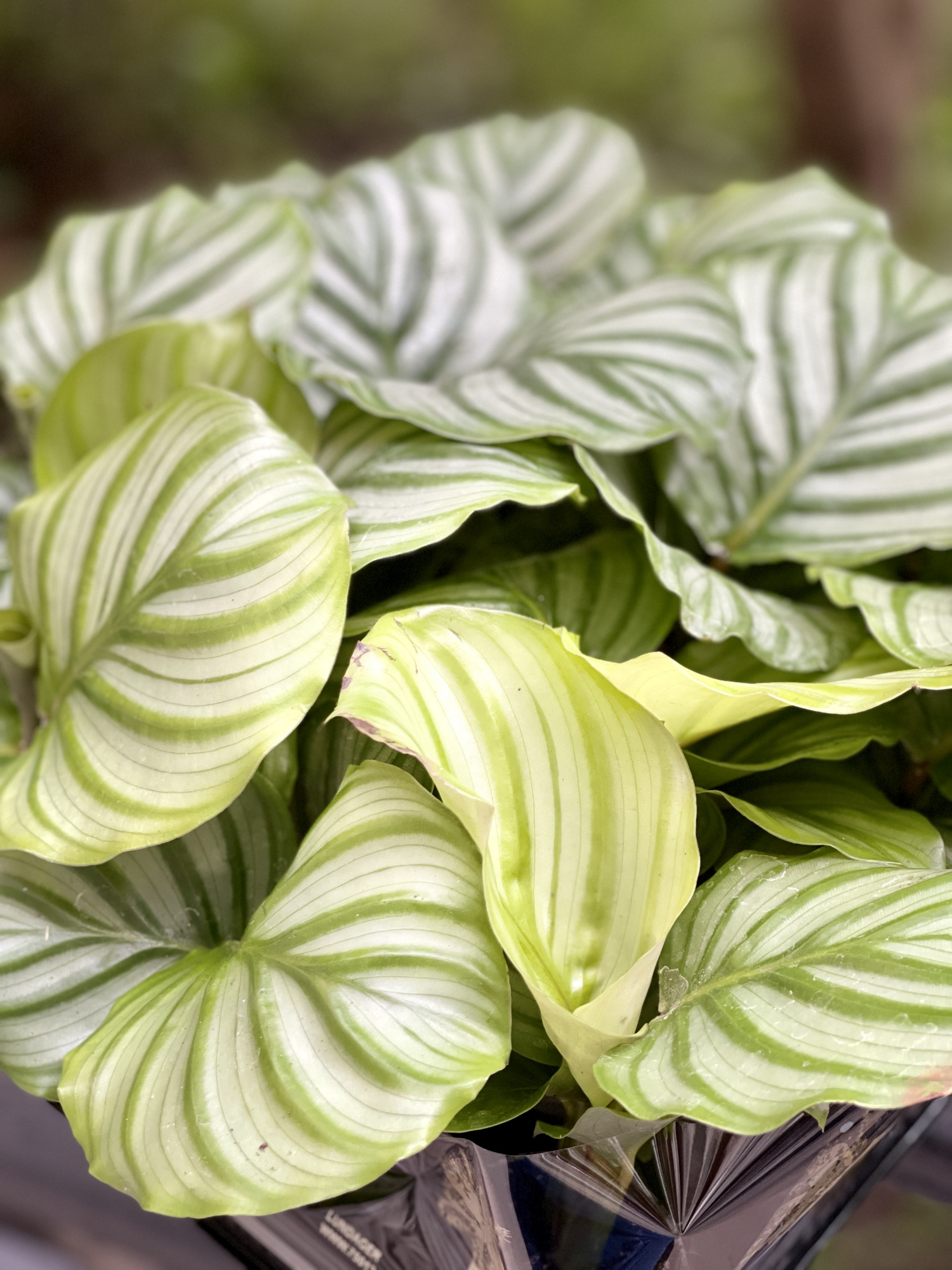 Калатея Орбифолия (Calathea Orbifolia) D6см