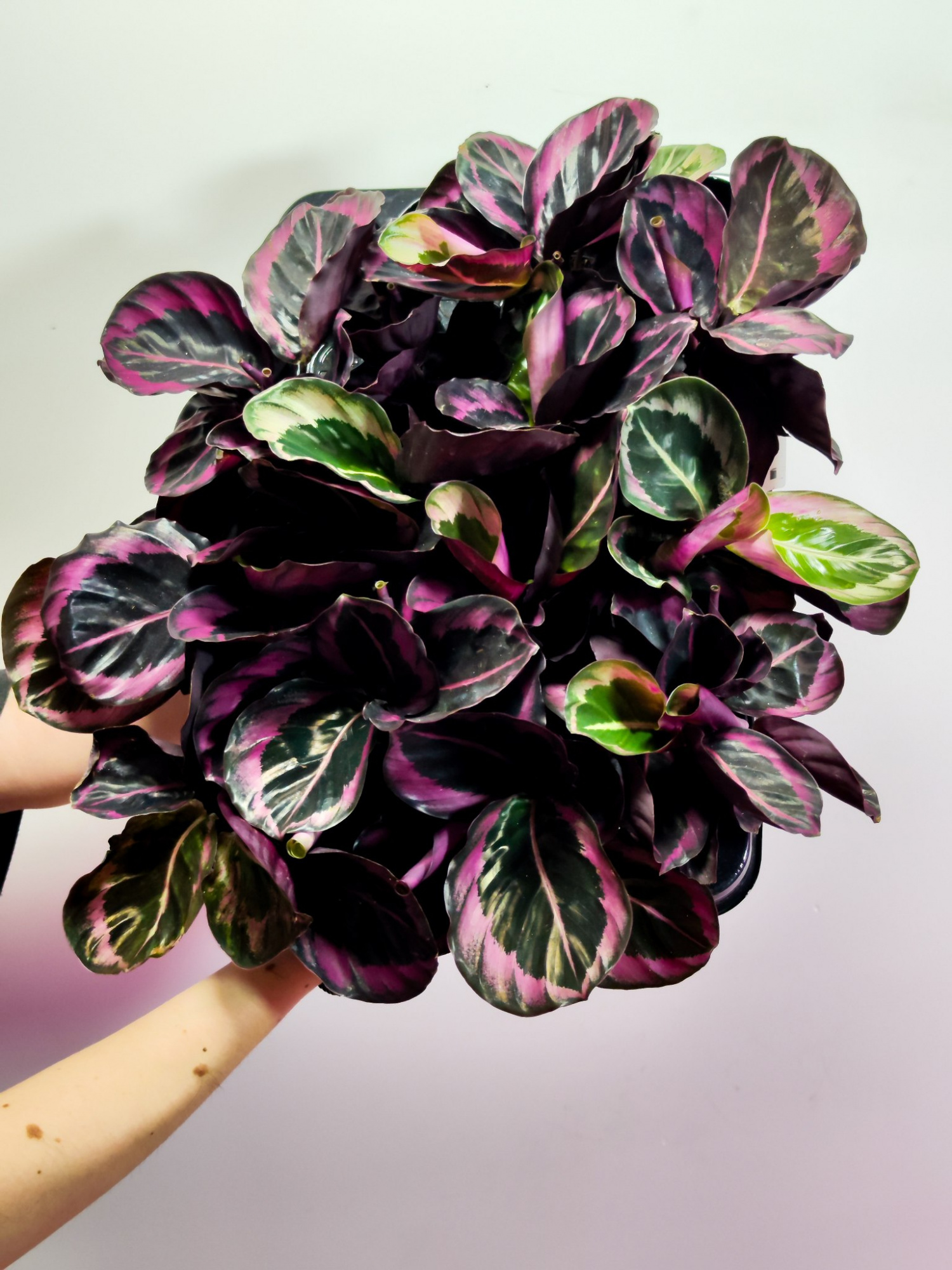 Калатея Розеопикта Джесси (Calathea Roseopicta Jessy) D6см