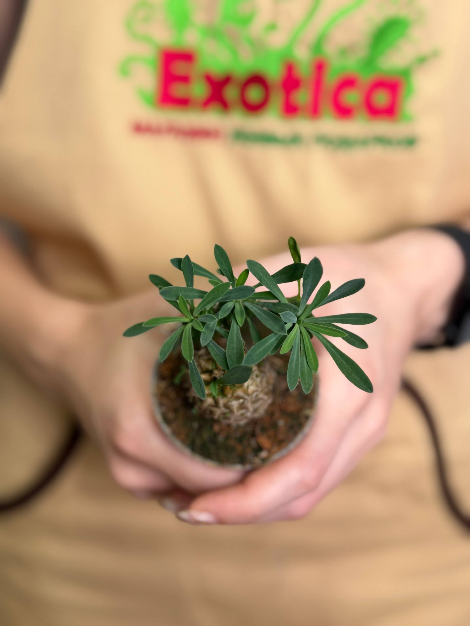 Эуфорбия Японика, или Молочай Японский (Euphorbia Japonica) D6см