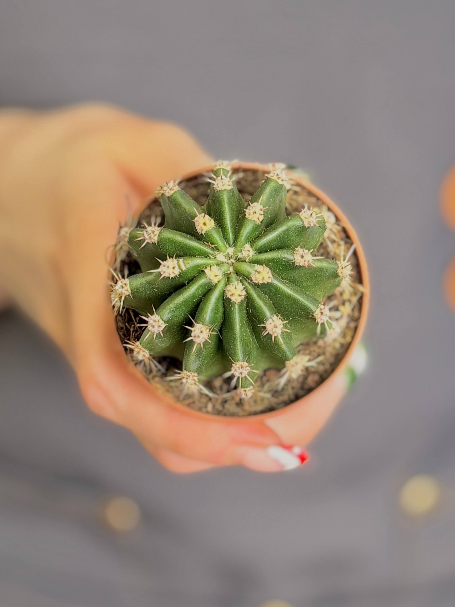 Эхинопсис Эрье (Echinopsis Eyriesii) D5см