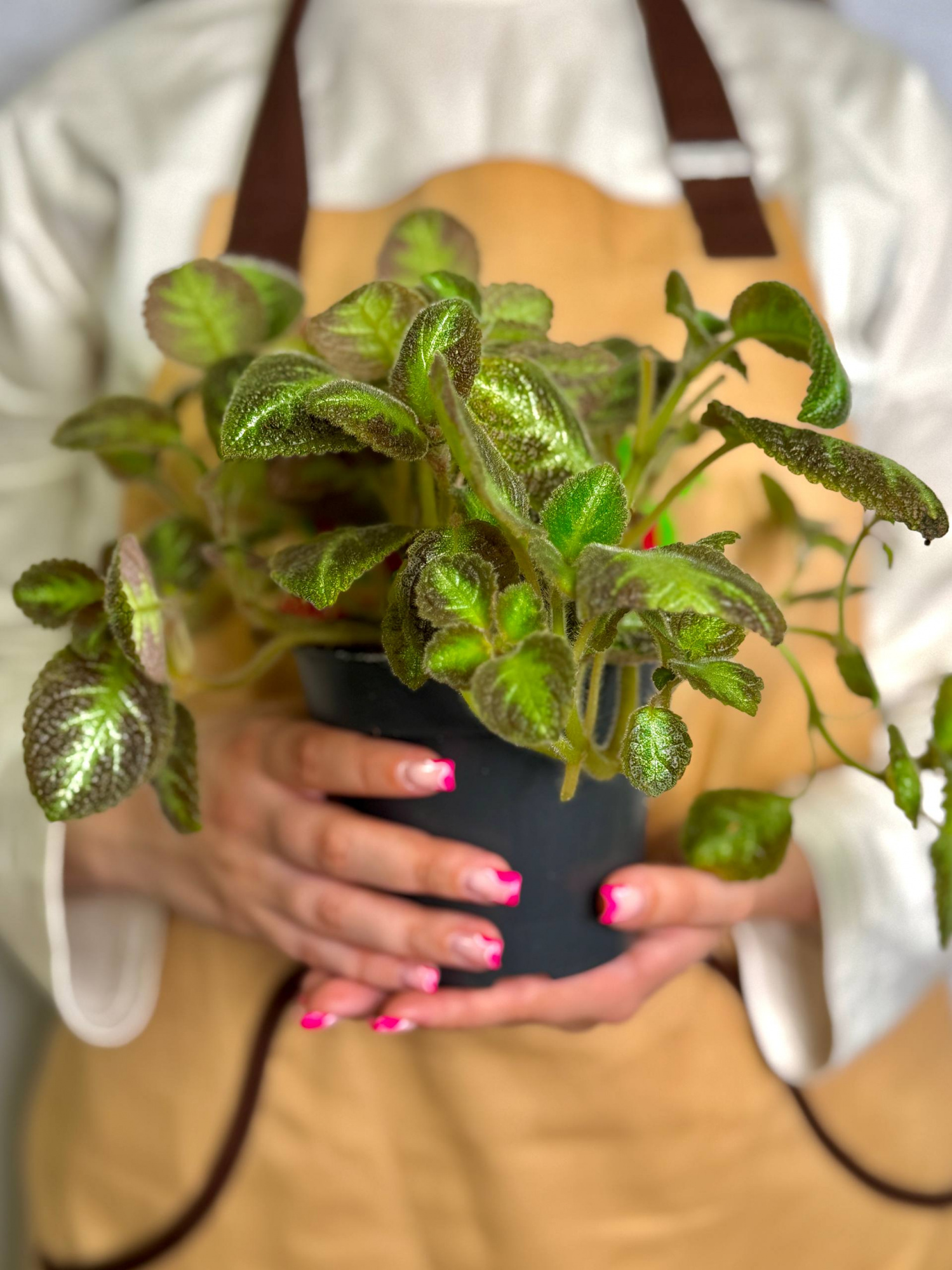 Эписция Розовая Пантера (Episcia Pink Panther) D12см