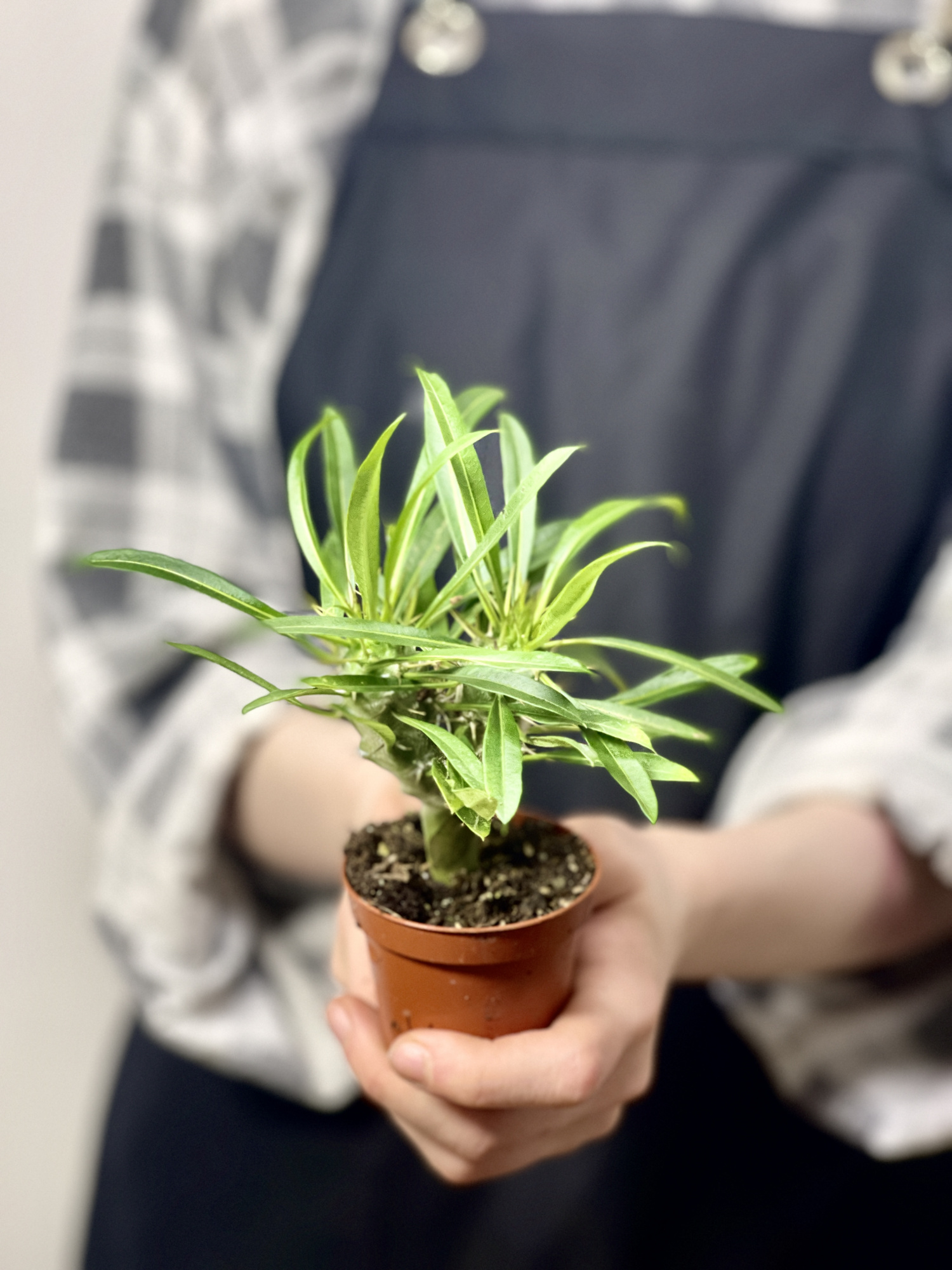 Пахиподиум Ламера, Суккулентное Дерево (Pachypodium Lamerei) D6см