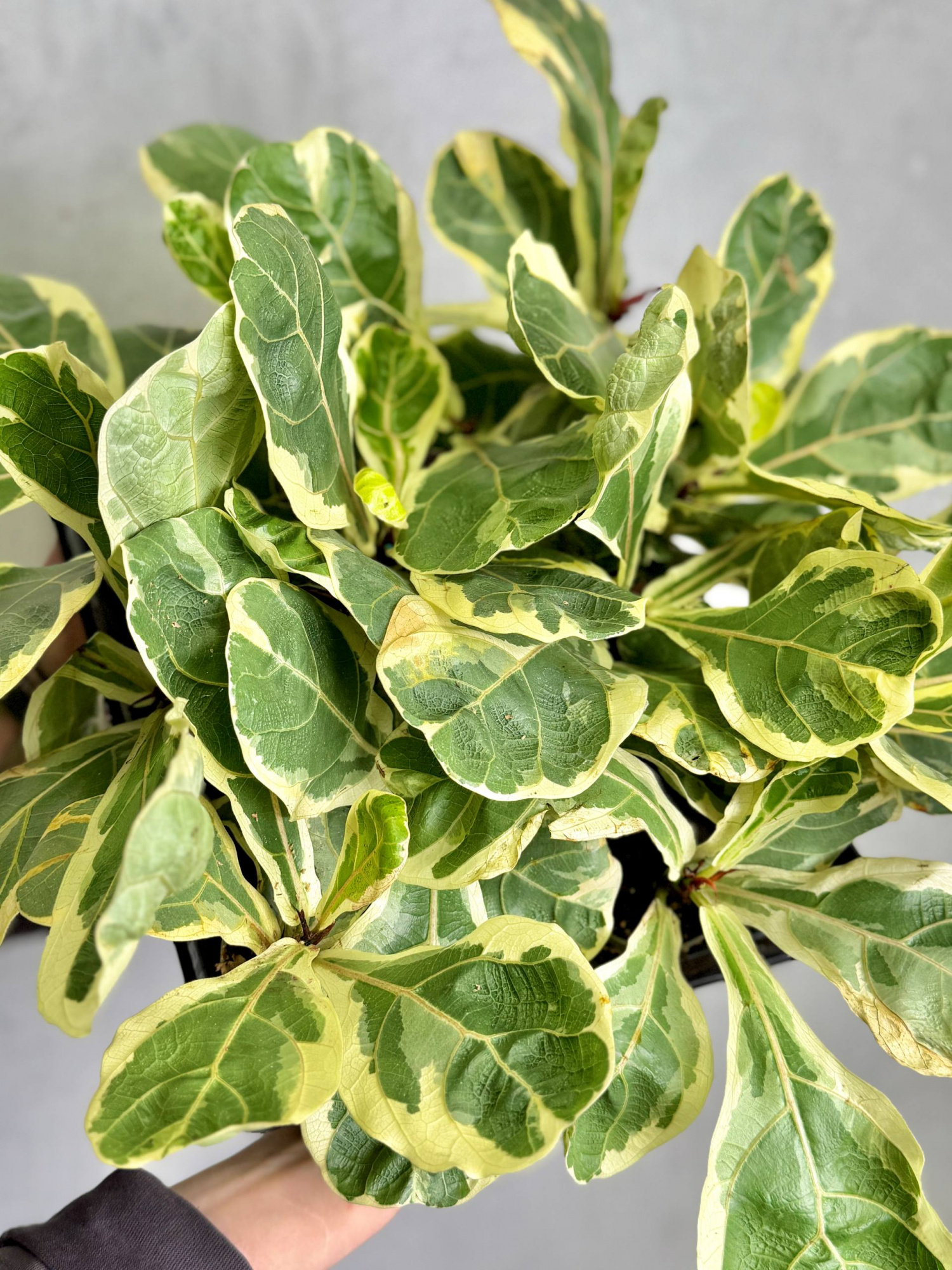 Фикус Лирата Вариегатная (Ficus Lyrata Variegata) D6см