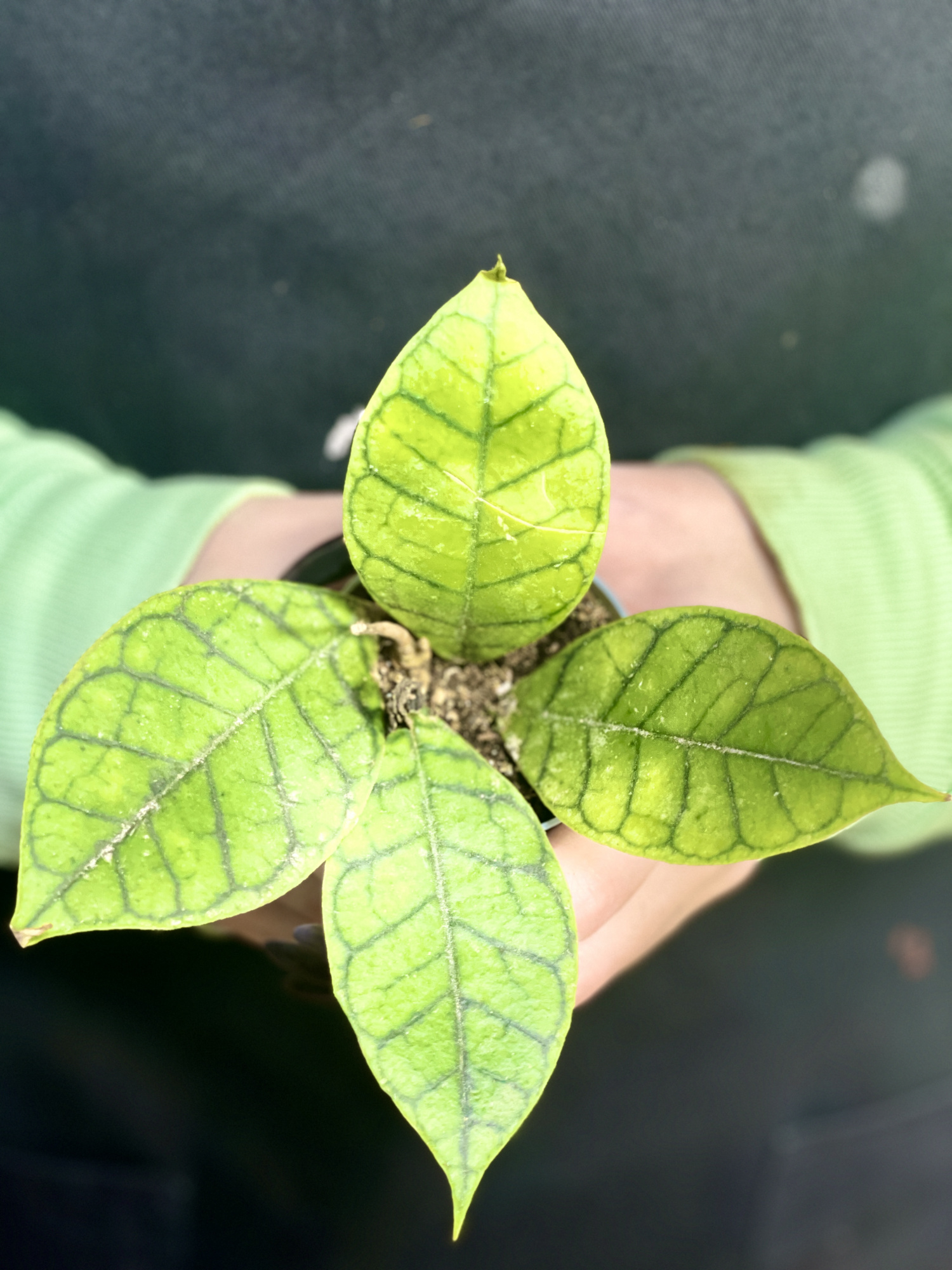 Хойя Каллистофилла Блэк Кэт (Hoya Callistophylla Black Cat) D6см