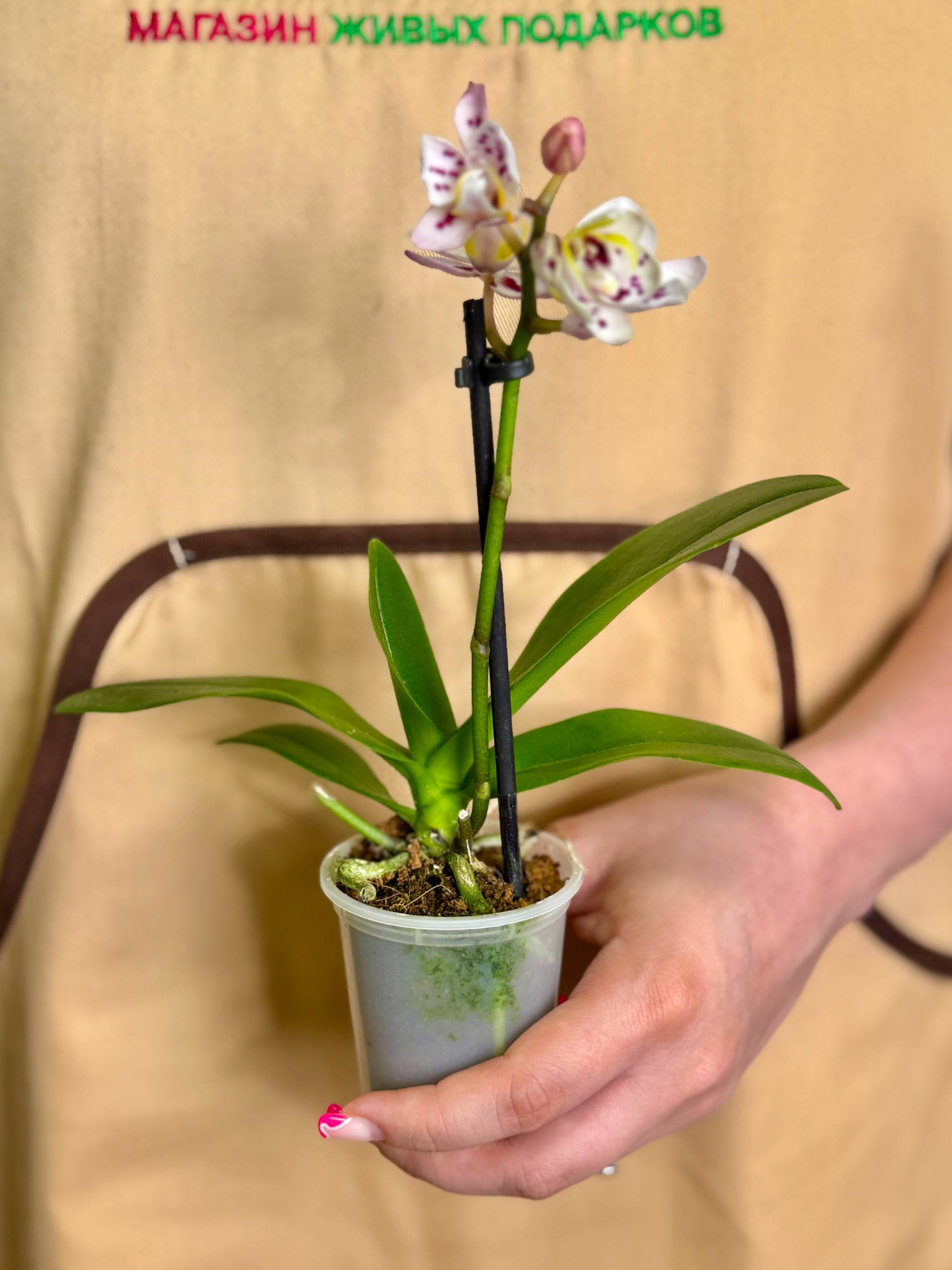 Фаленопсис Келлион (Phalaenopsis Kellion) D6см