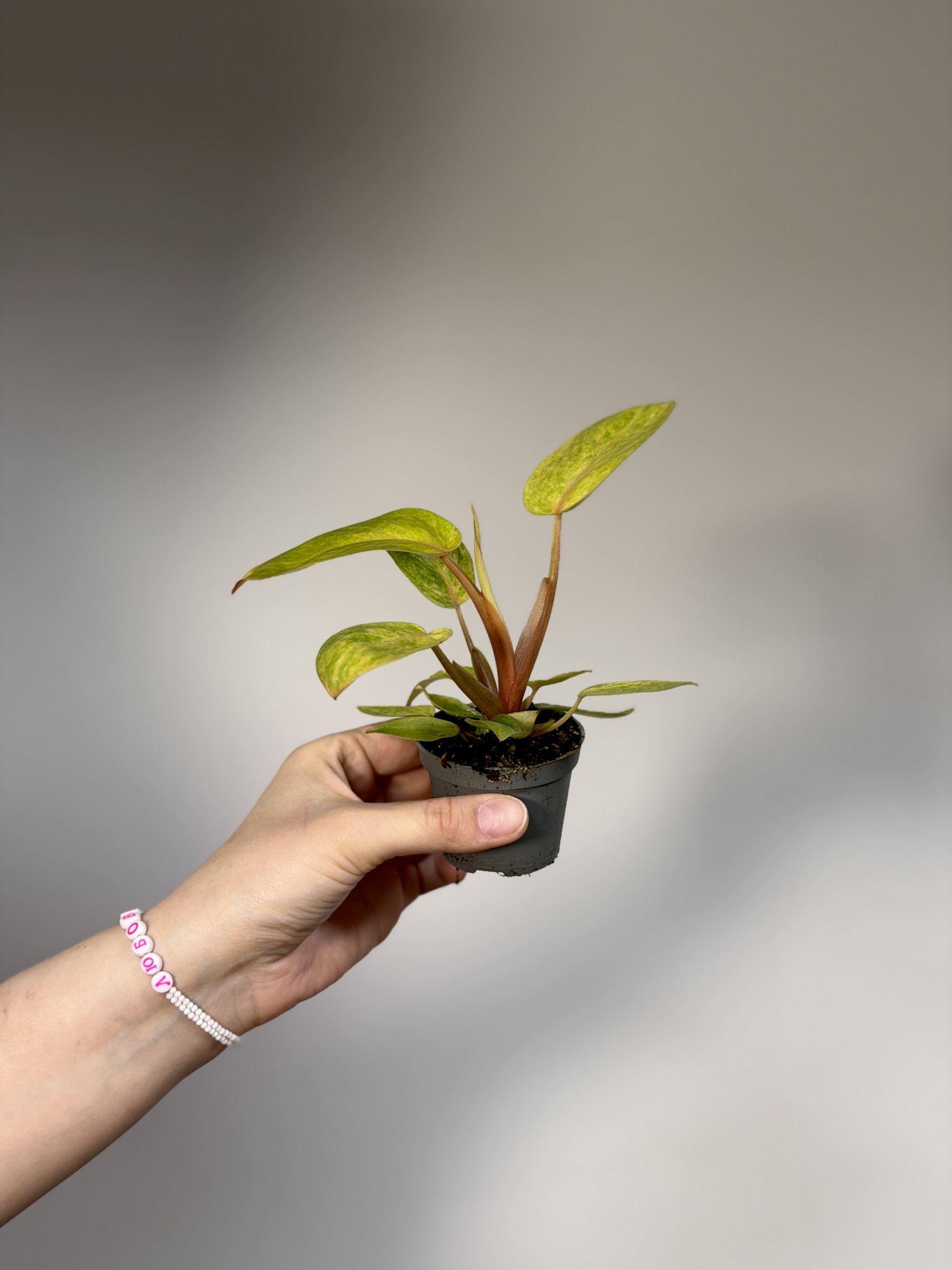 Филодендрон Расписная Леди (Philodendron Painted Lady) D6см