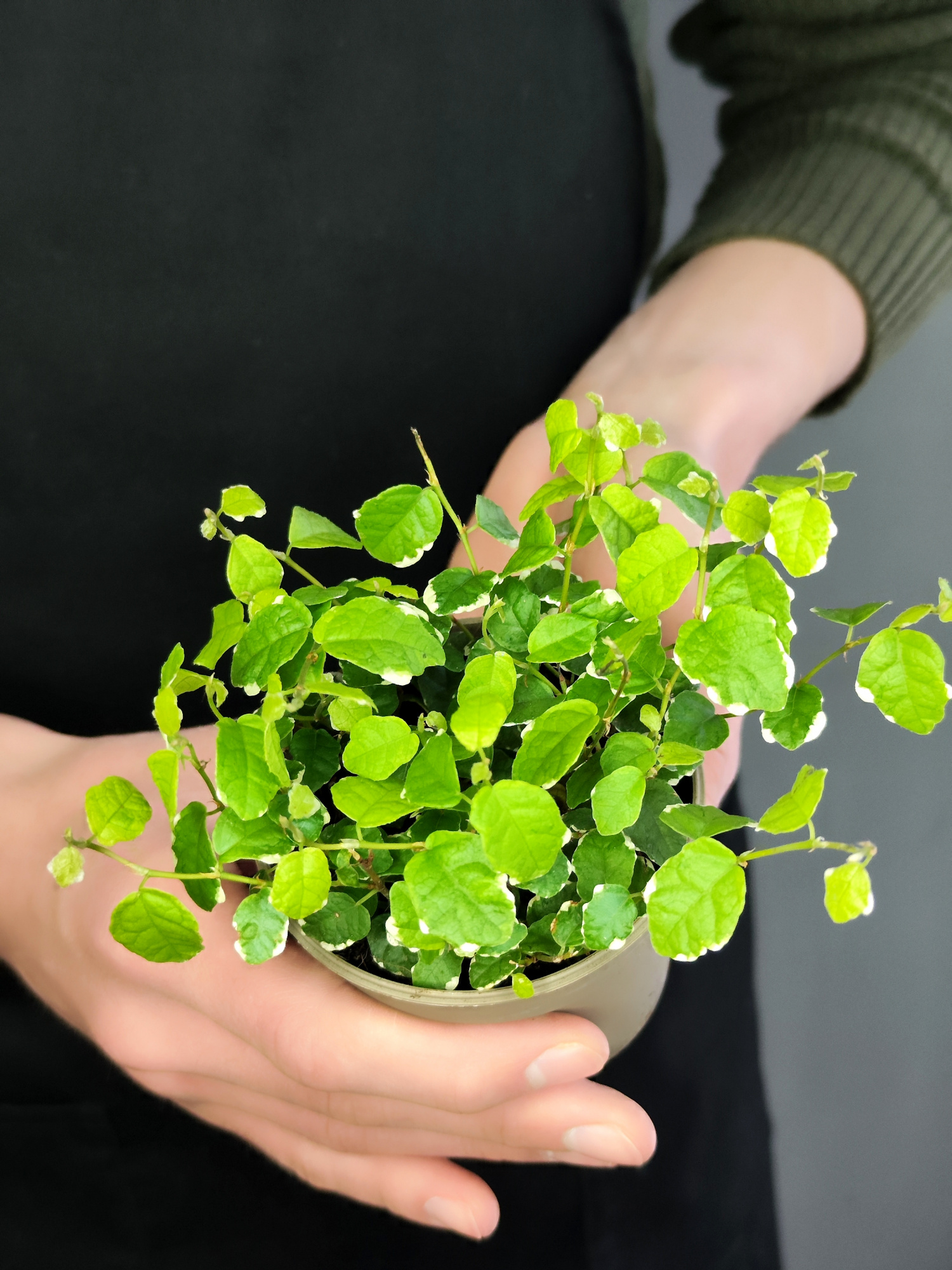Фикус Пумила Уайт Санни (Ficus Pumila White Sunny) D9см