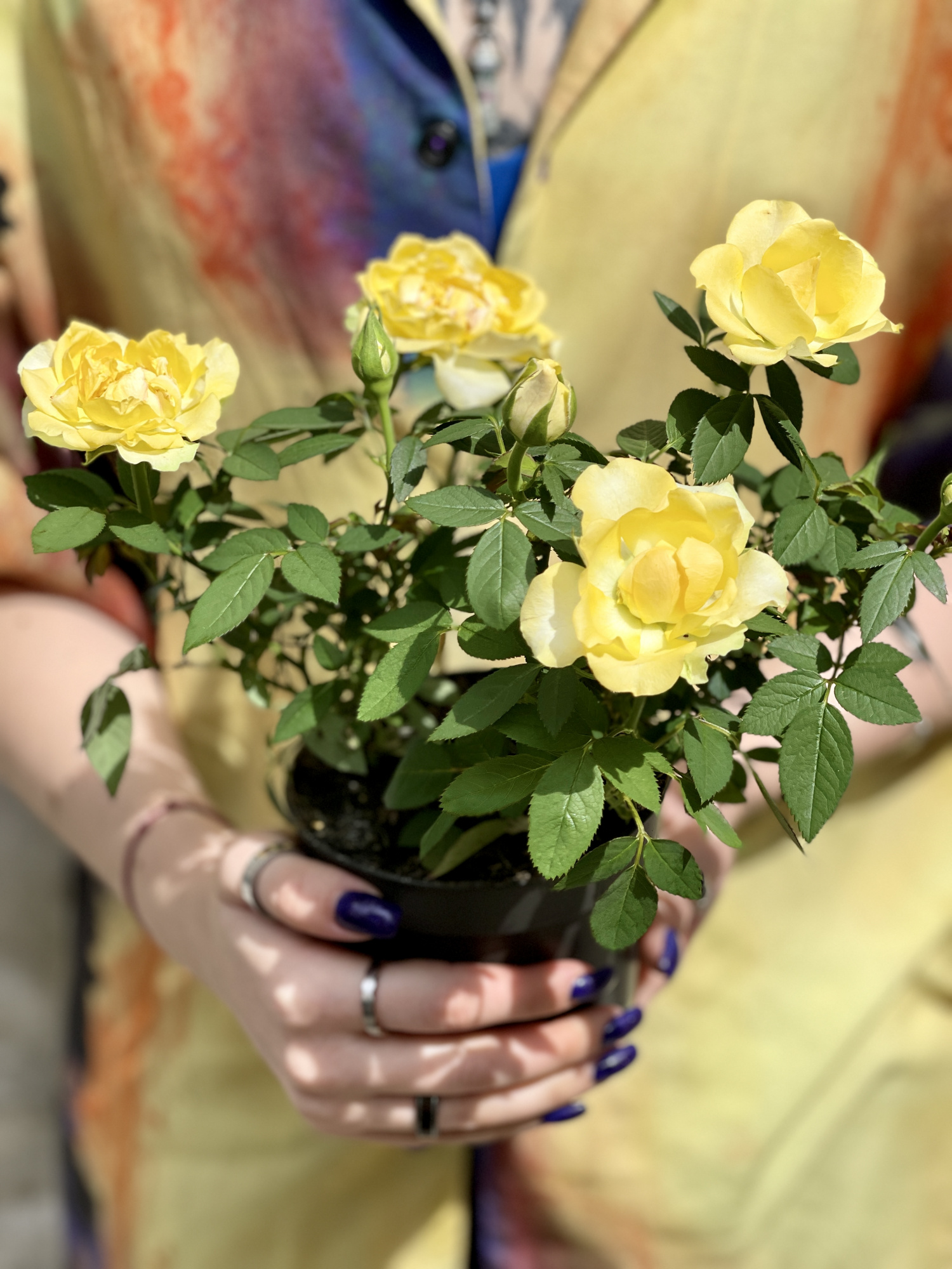 Роза желтая комнатная (Rose Yellow) D9см