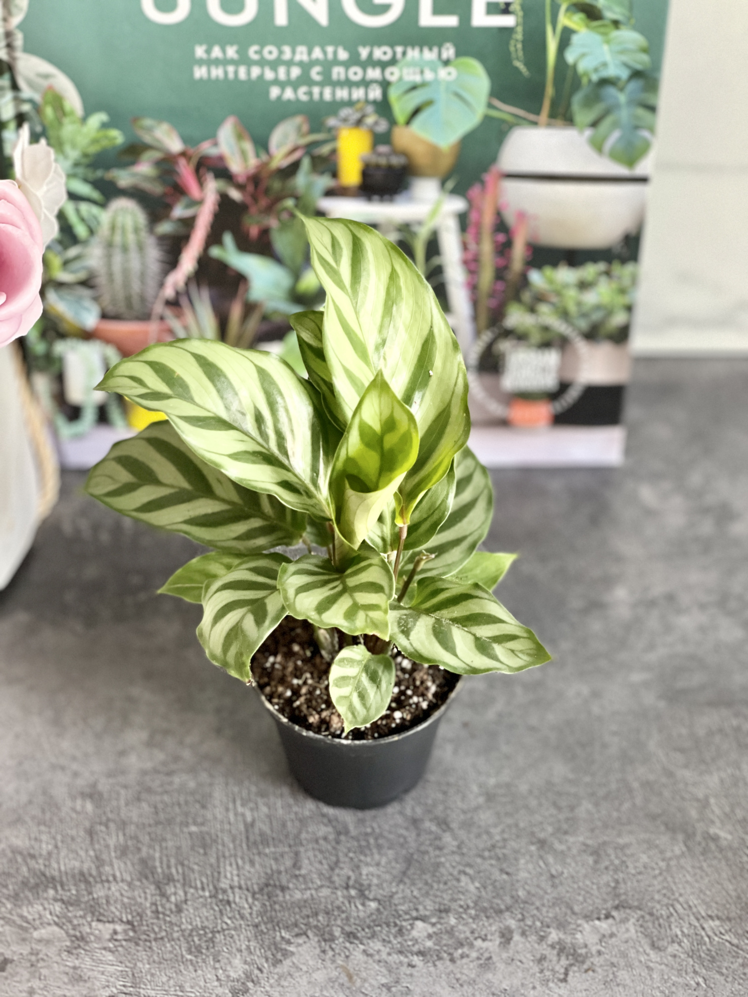 Калатея Фредди (Calathea Freddie) D6см