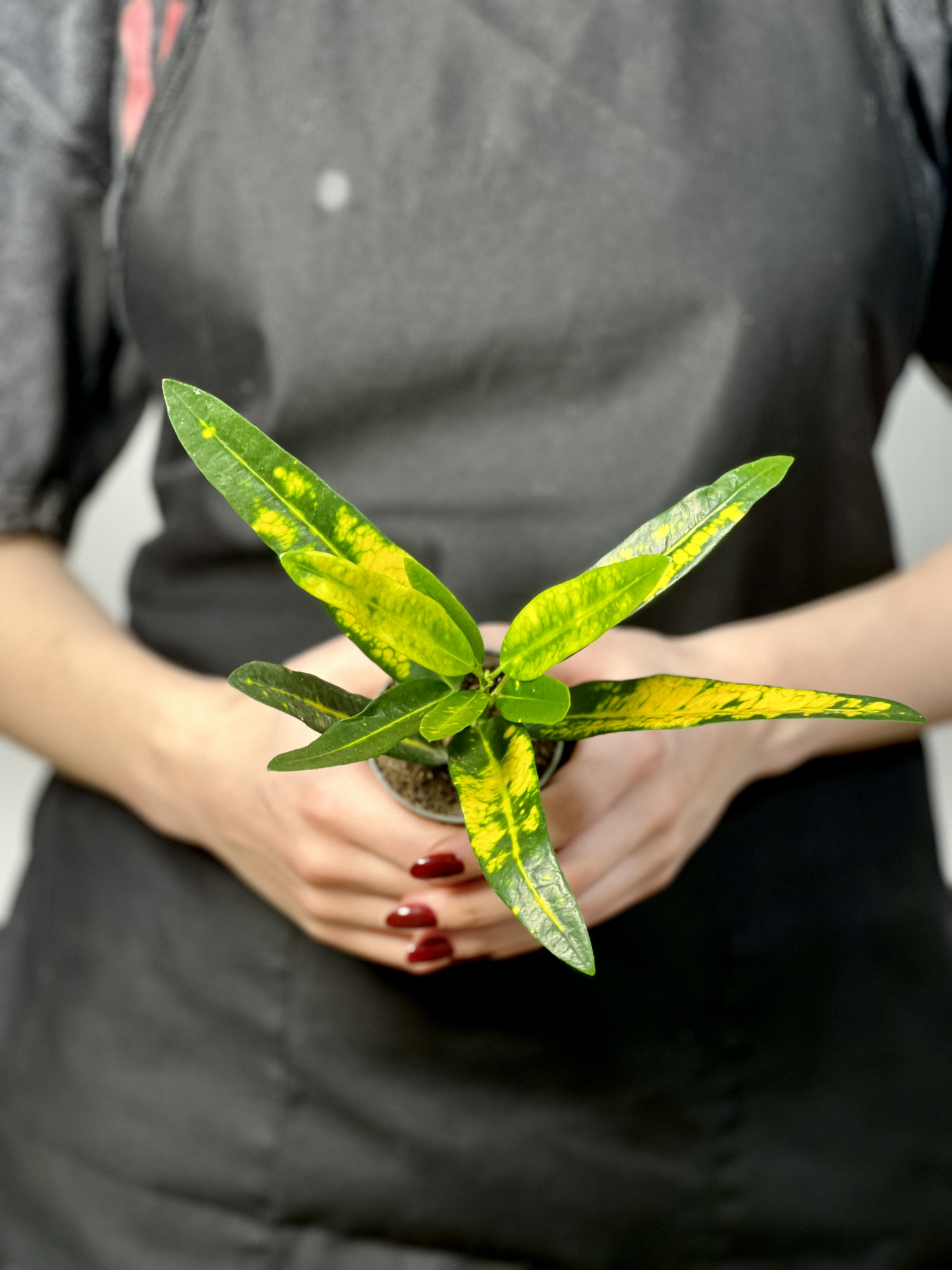 Кодиеум (Кротон) Санни Стар (Codiaeum Variegatum Sunny Star) D6см