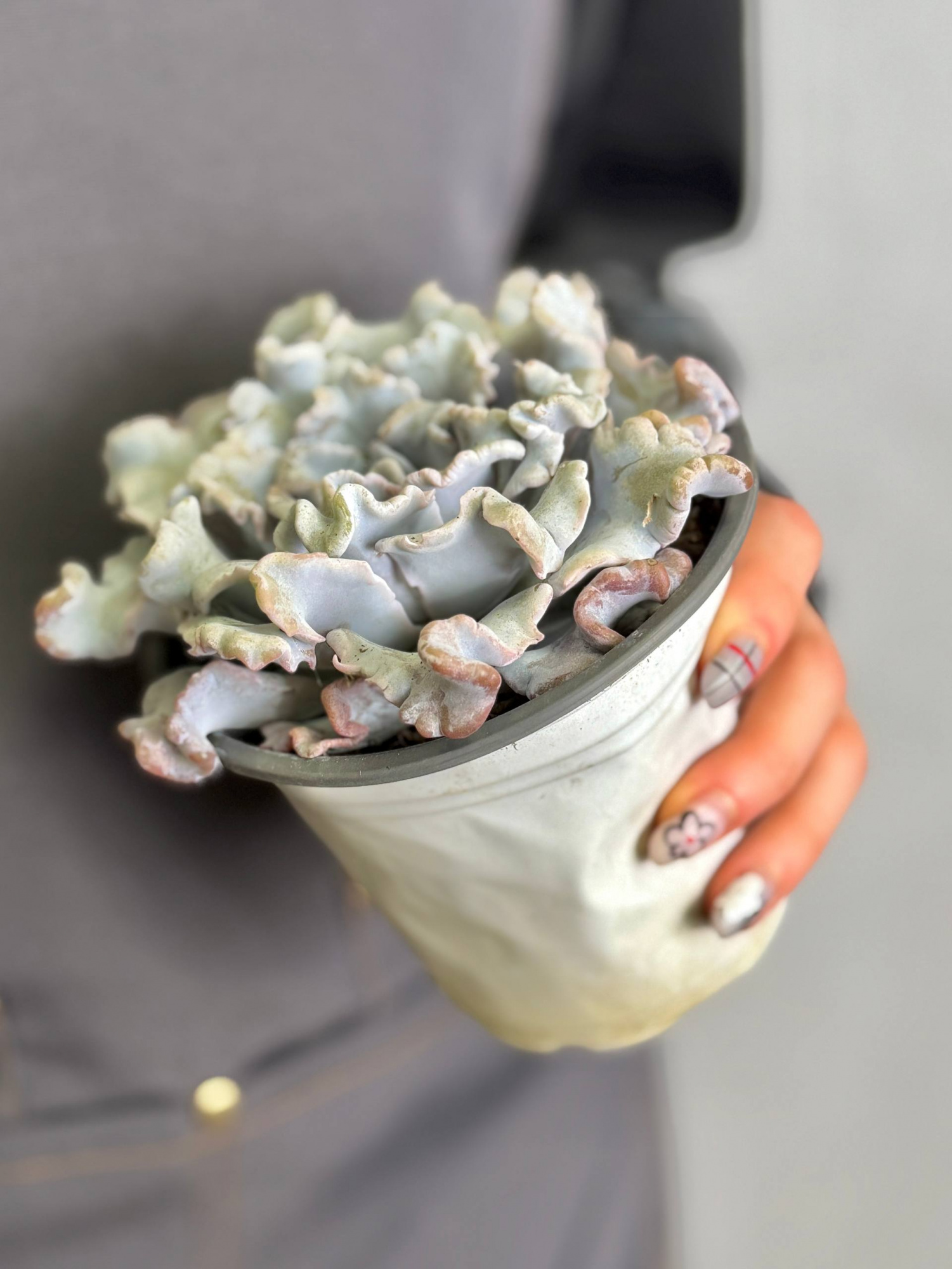 Эхеверия Криспата Бьюти (Echeveria Crispate Beauty) D10см