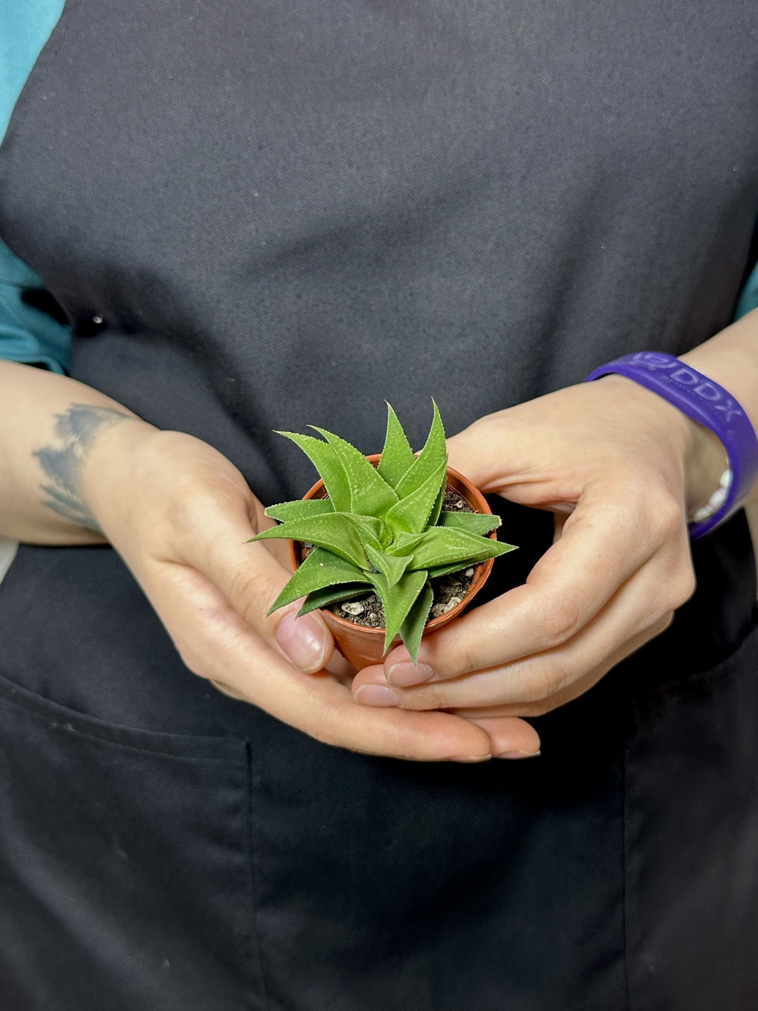 Хавортия Извилистая (Haworthia Tortuosa) D5см