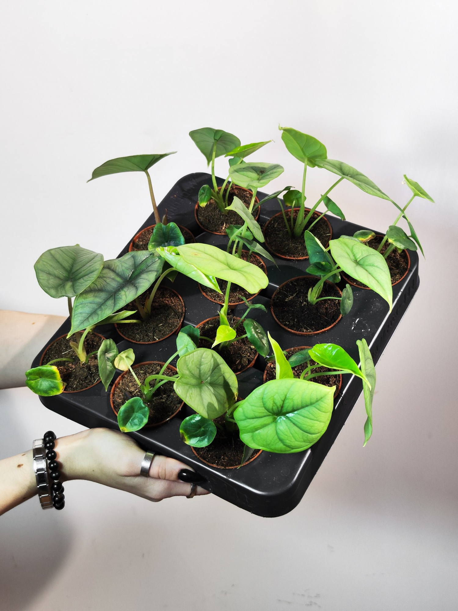 Алоказия Бисма Сильвер (Alocasia Bisma Silver) D6см