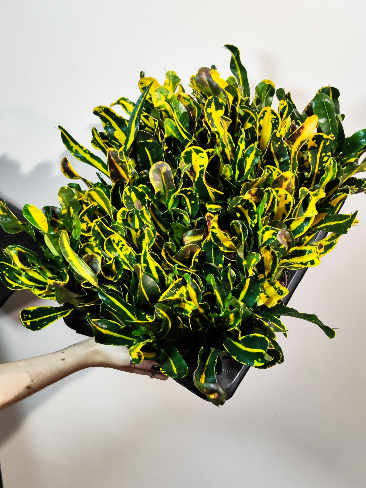 Кодиеум Мамми Йеллоу (Codiaeum Mammy Yellow) D6см