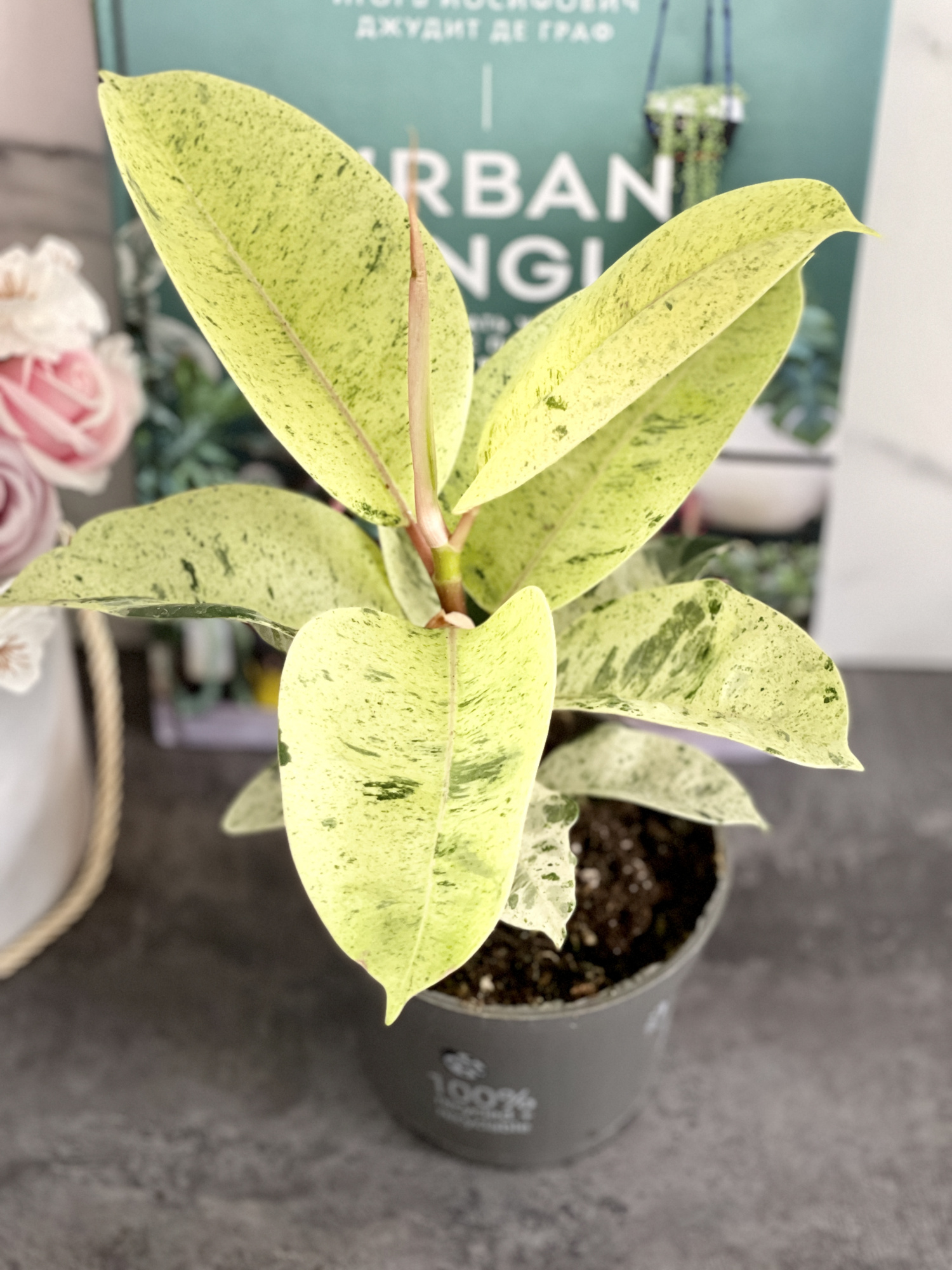 Фикус Вариегатный Эластика Шрайвериана (Ficus Elastica Shivereana) D10см