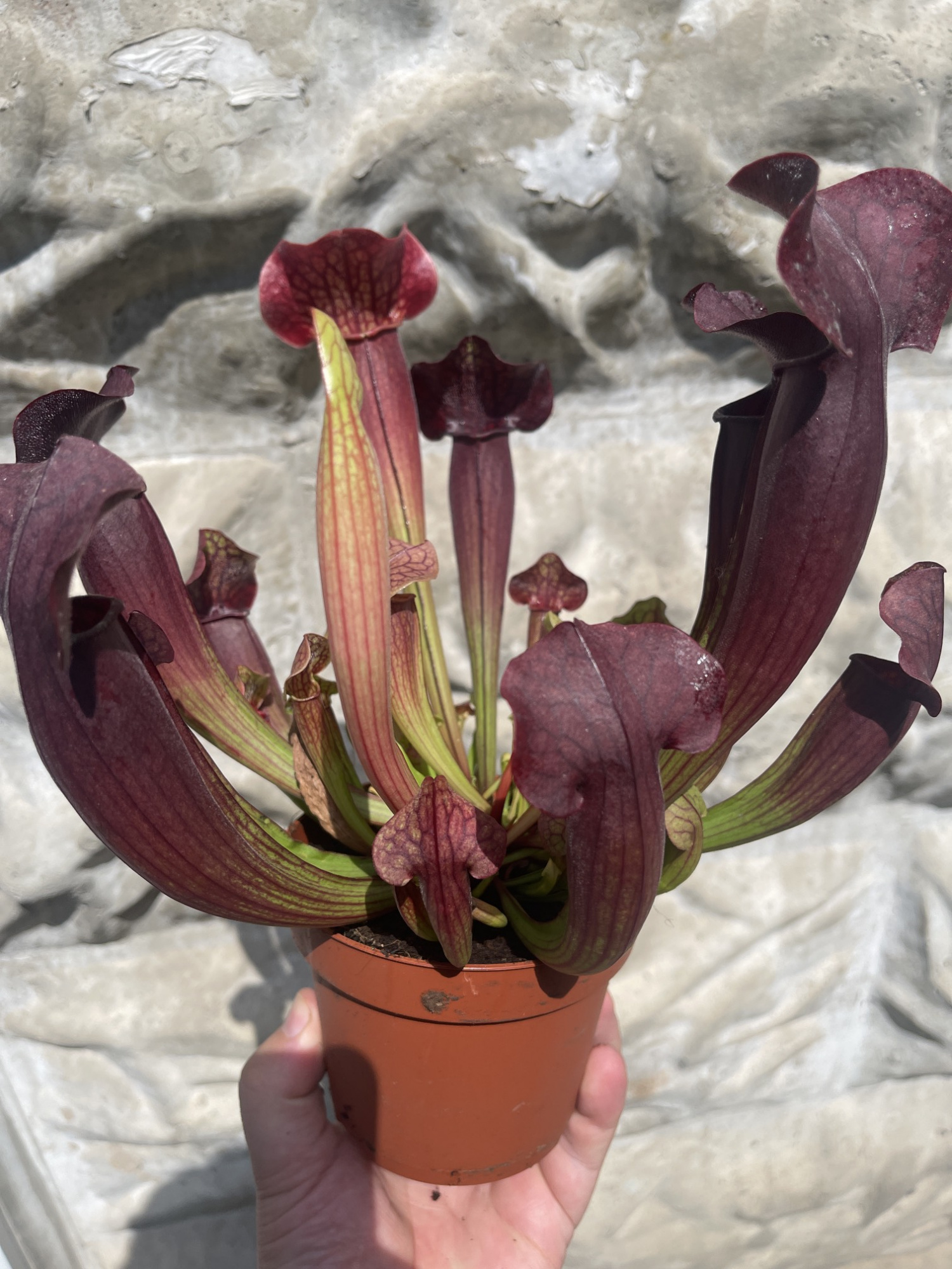 Саррацения Тесс (Sarracenia Tess) D12см