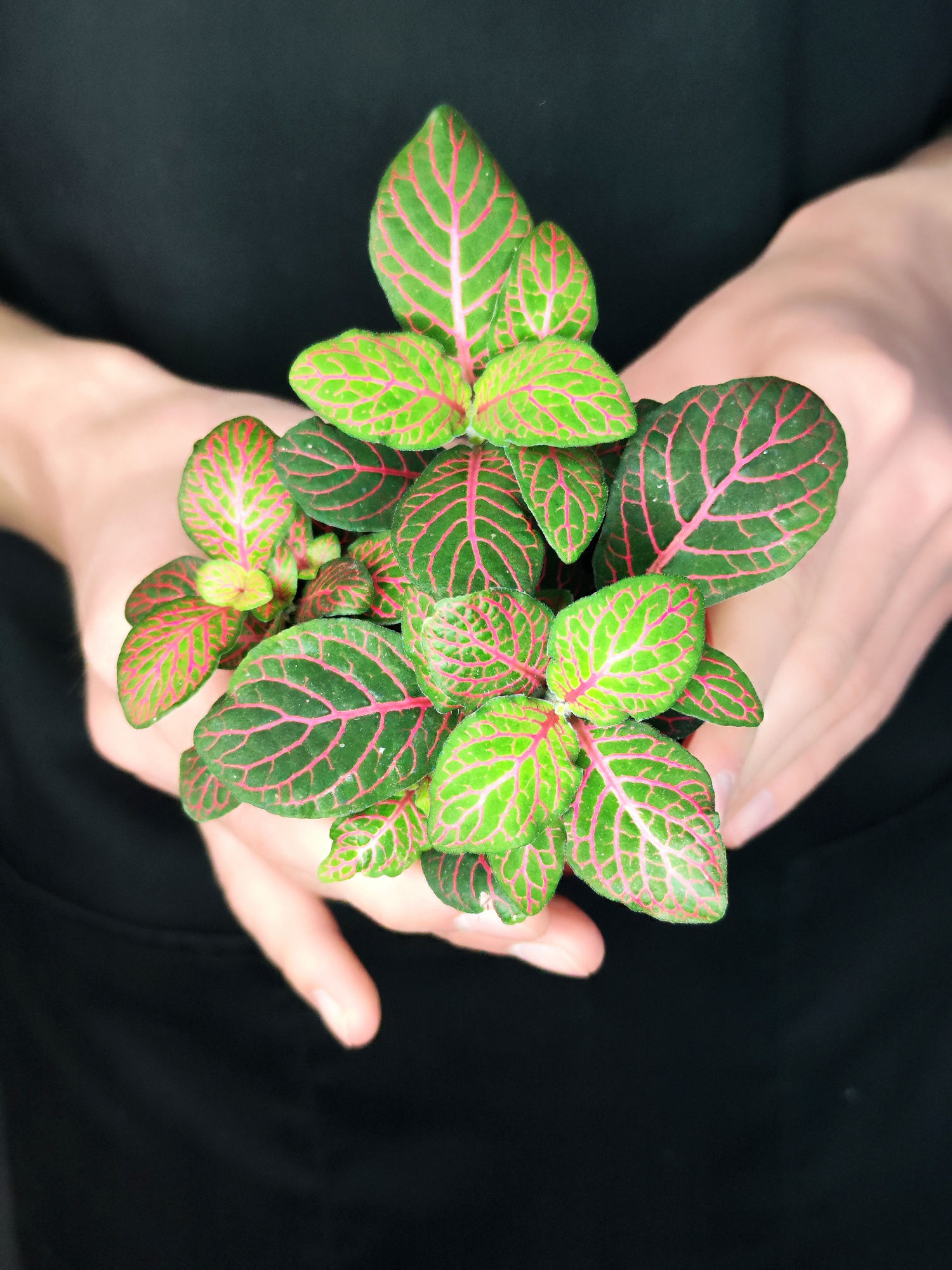 Фиттония Джоли Джосан (Fittonia Joly Josan) D8,5см
