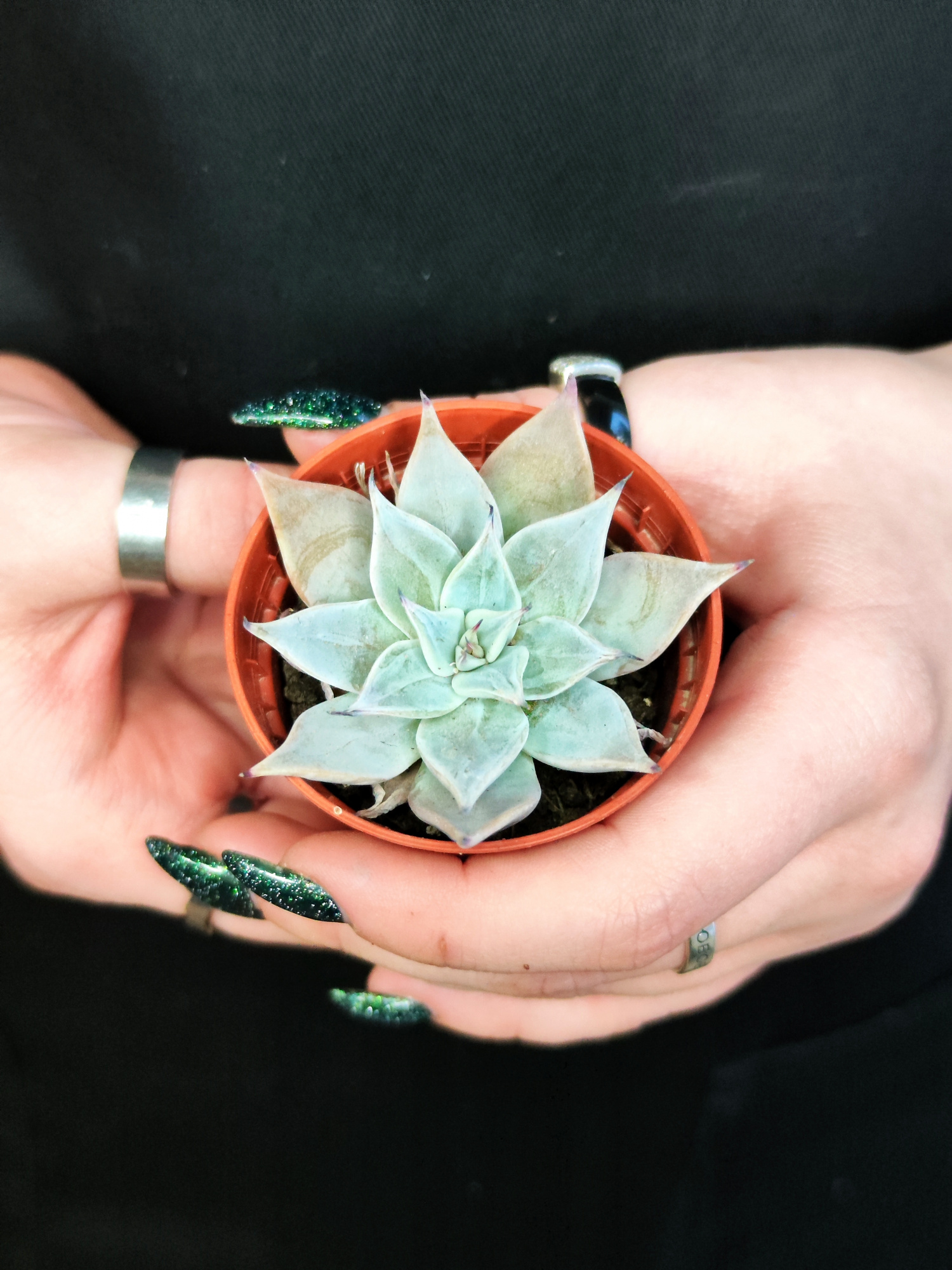 Эхеверия Куспидата Менчака (Echeveria Cuspidata Menchaca) D5см