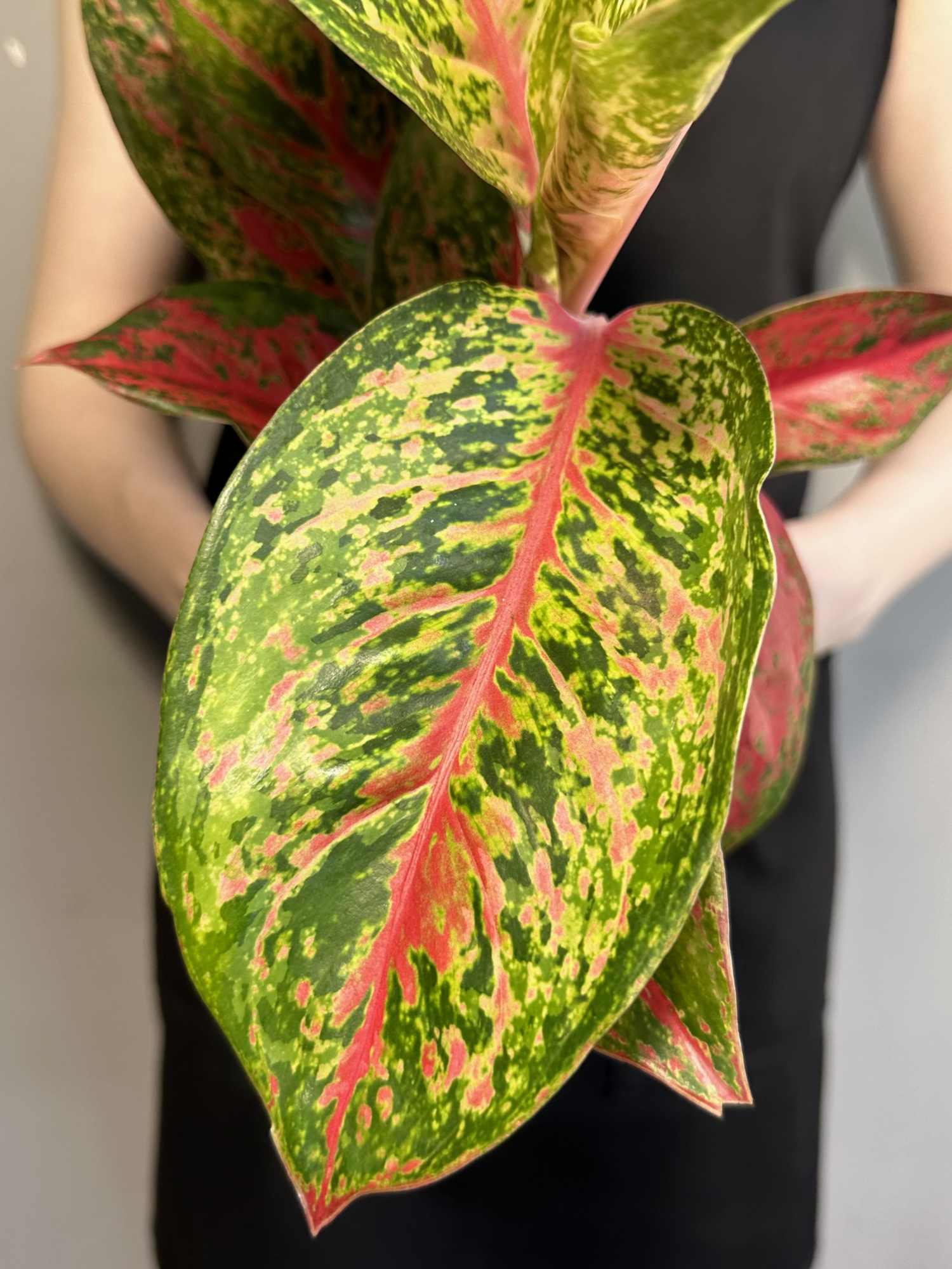 Аглаонема Личи Ред (Aglaonema Lychee Red) D12см