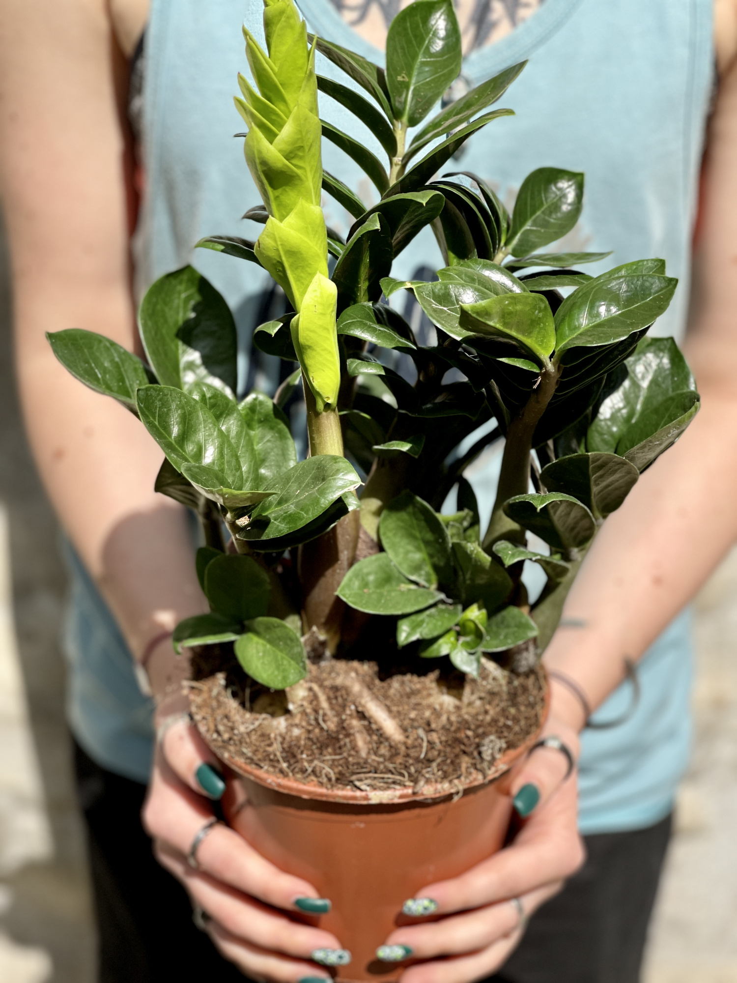 Замиокулькас Зензи (Zamioculcas Zenzi) D14см