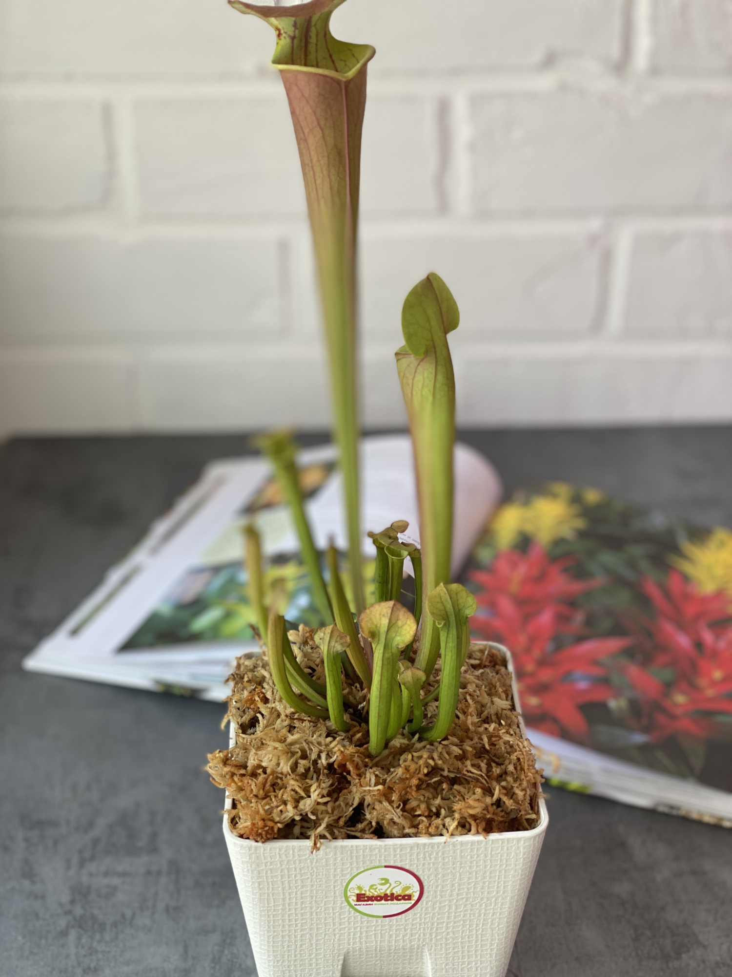 Саррацения Тиго (Sarracenia Tygo) пересаженная D12см