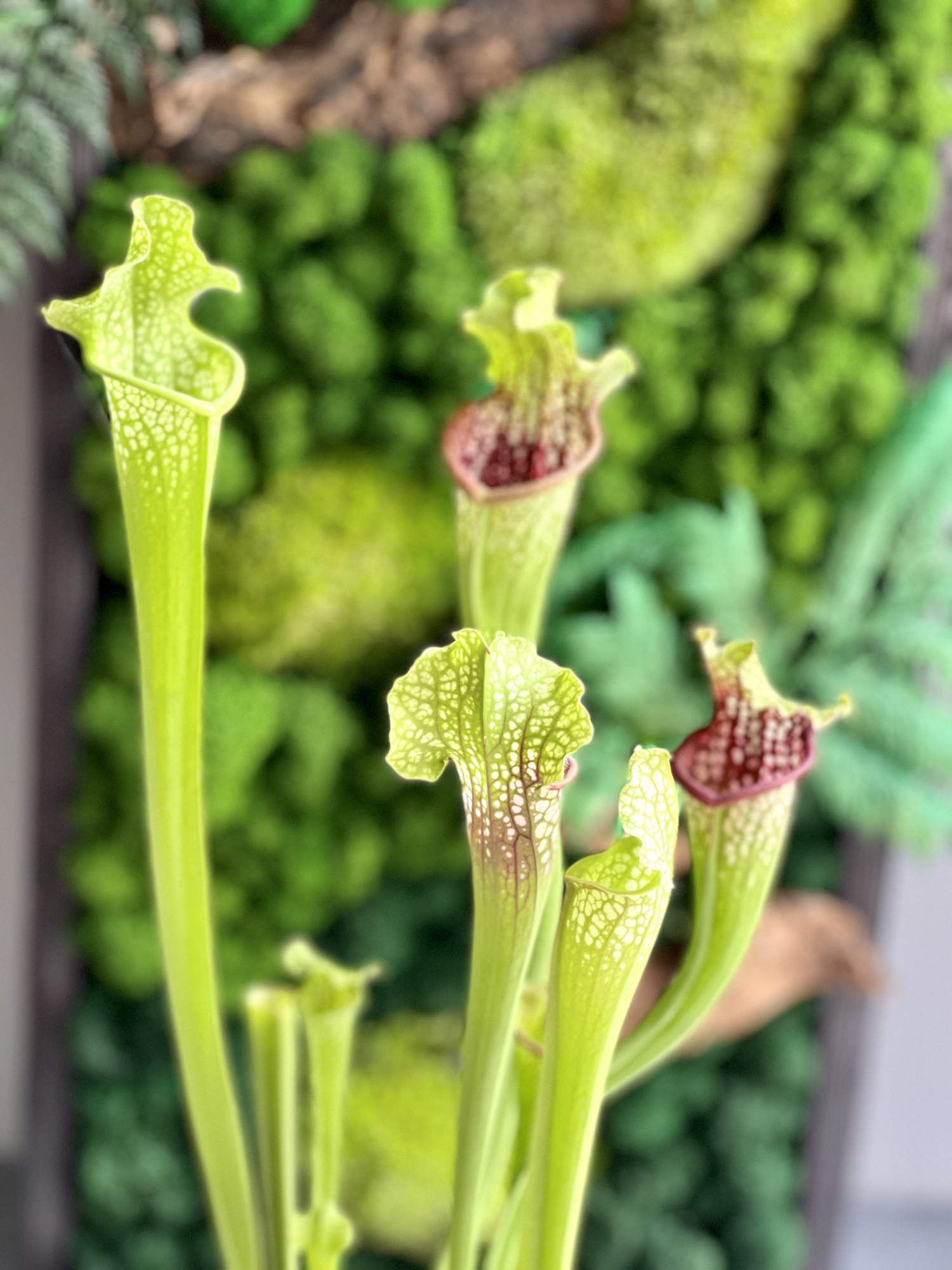 Саррацения Лейкофилла Красная (Sarracenia Leucophylla Red) пересаженная D15см