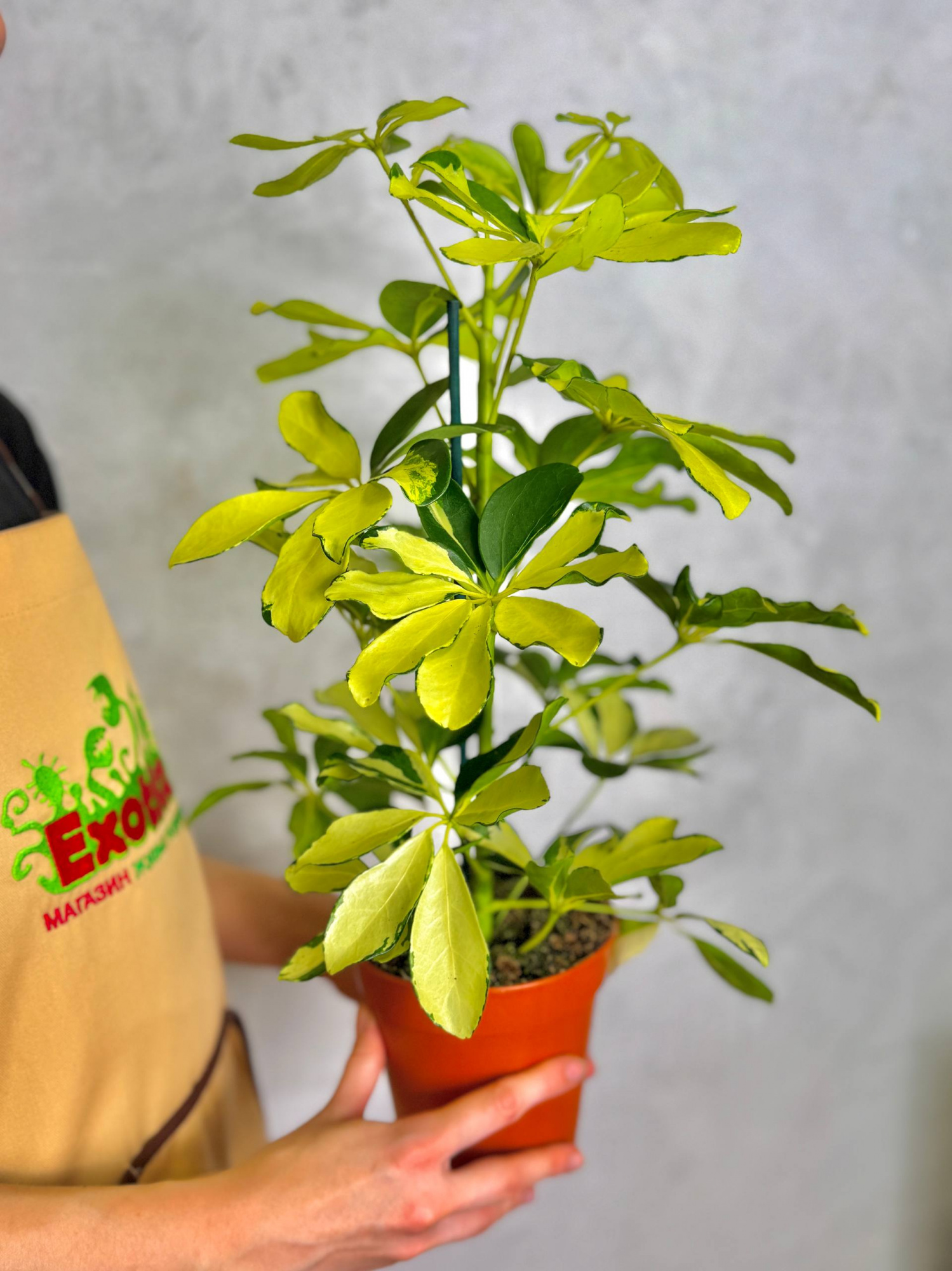 Шеффлера Мелани (Schefflera Melanie) D12см