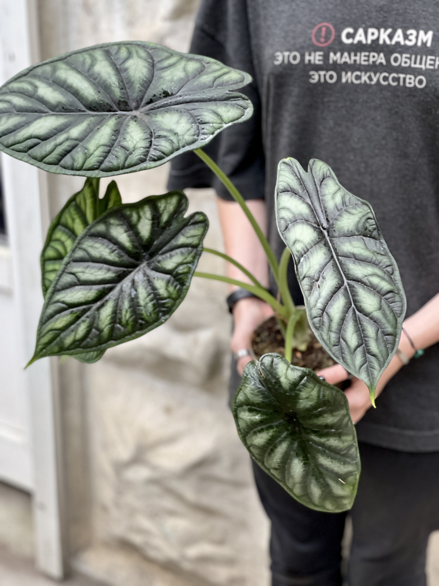 Алоказия Драгон Скейл (Alocasia Dragon Scale) D11см