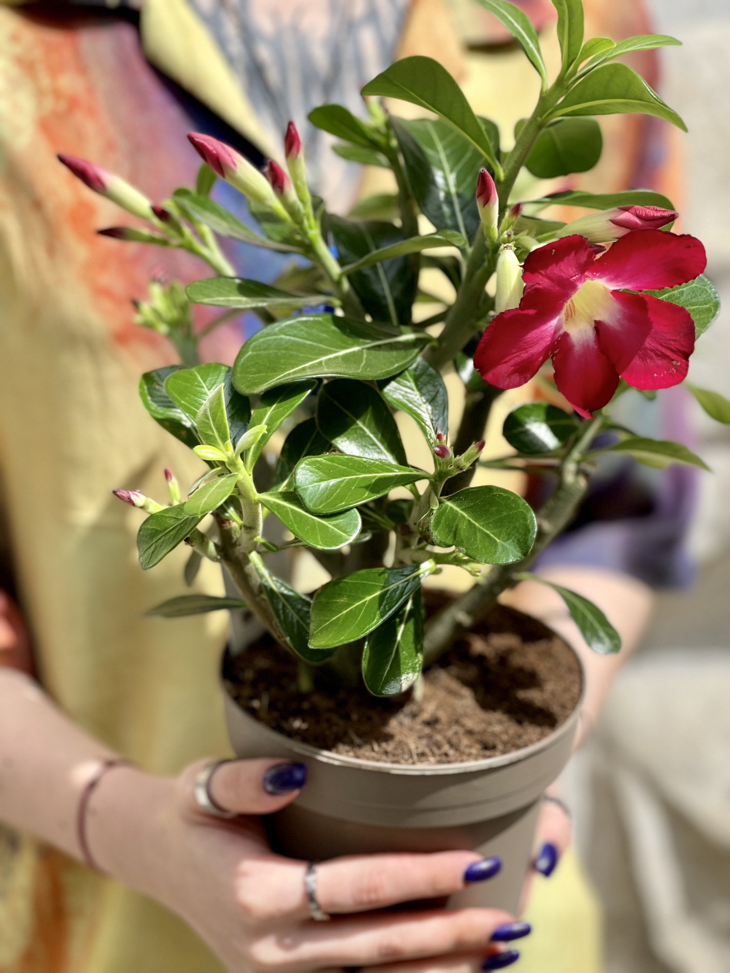 Адениум Тучный Анук (Adenium Obesum Anouk) D12см