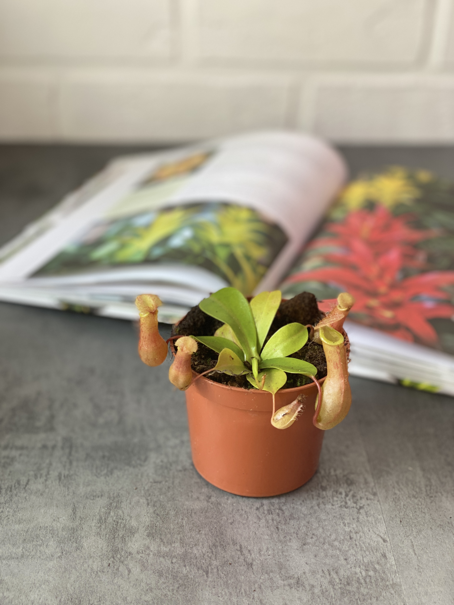 Непентес Вентрата (Nepenthes Ventrata) D9см