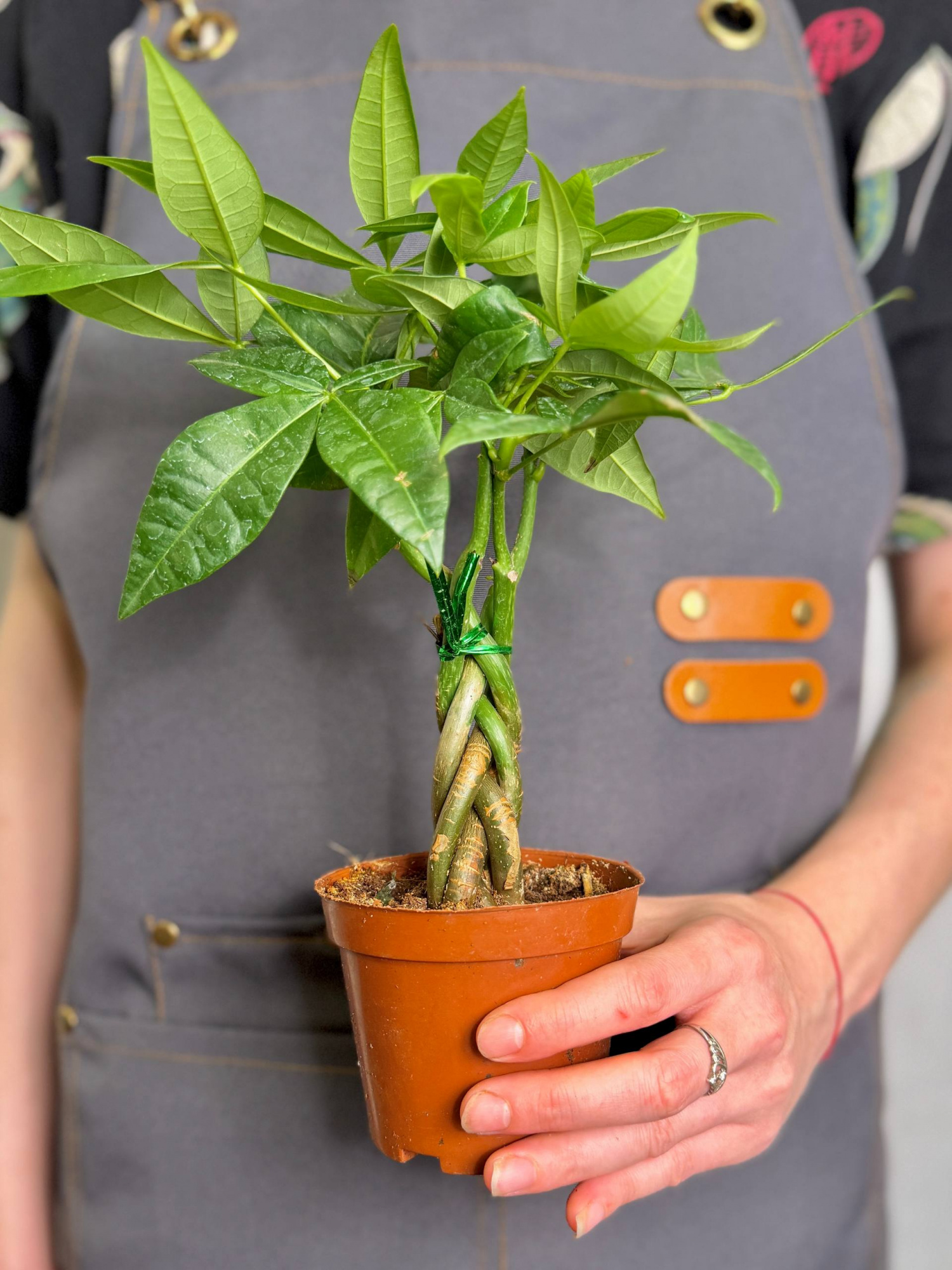 Пахира Акватика, Скрученный Стебель (Pachira Aquatica Twisted Stem) D9см