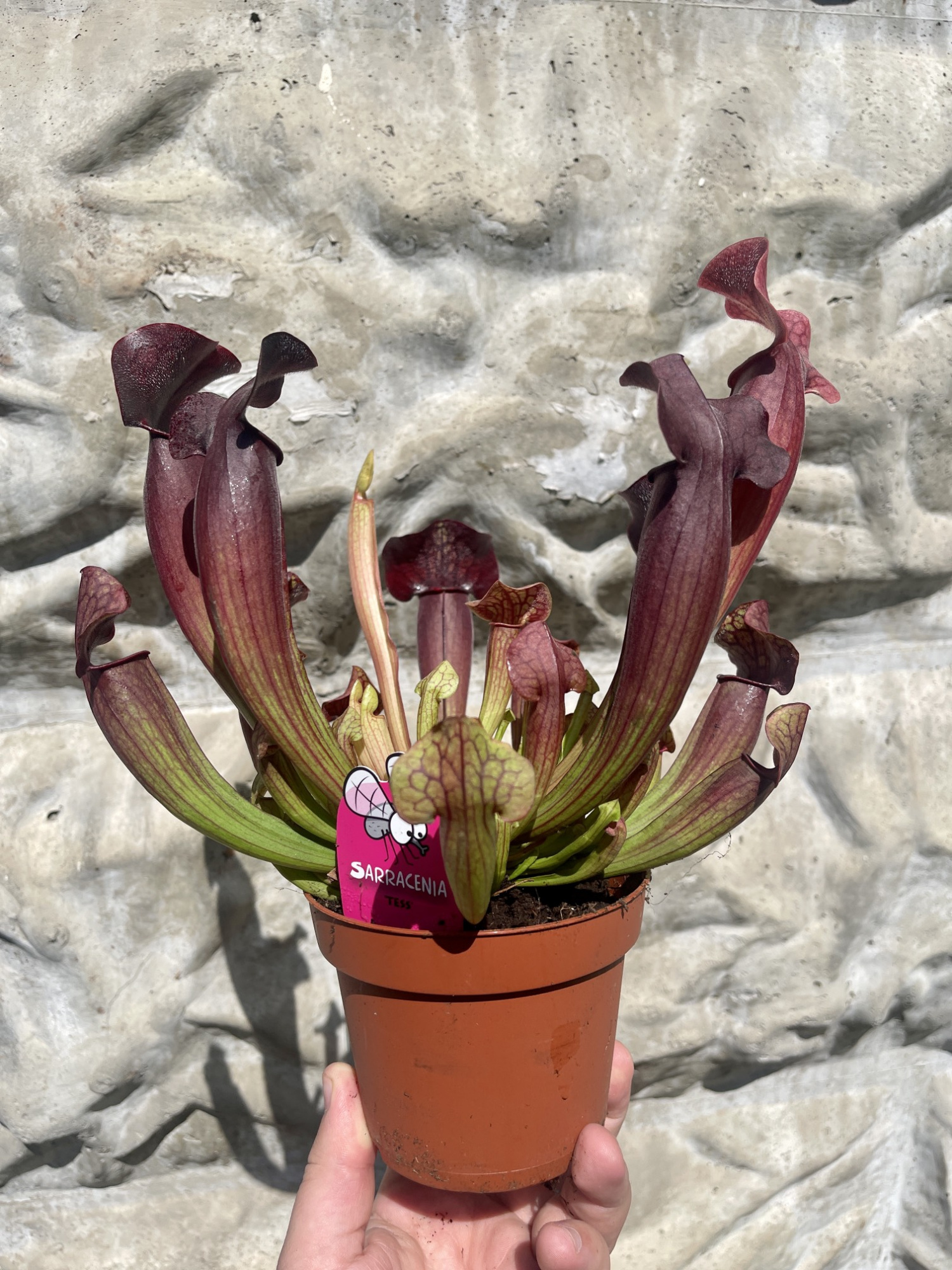 Саррацения Тесс (Sarracenia Tess) D12см