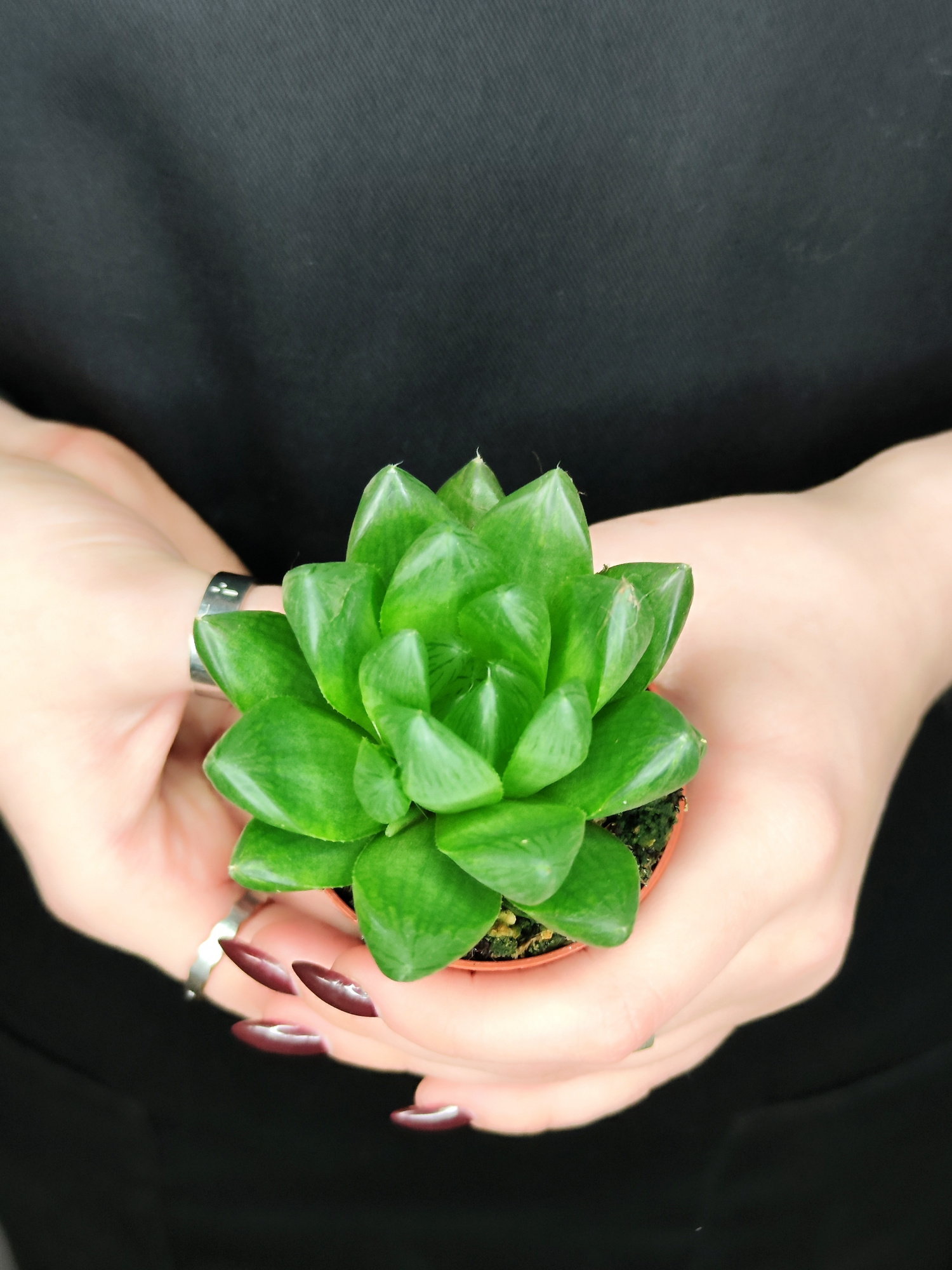 Хавортия Ладьевидная (Haworthia Сymbiformis) D5см