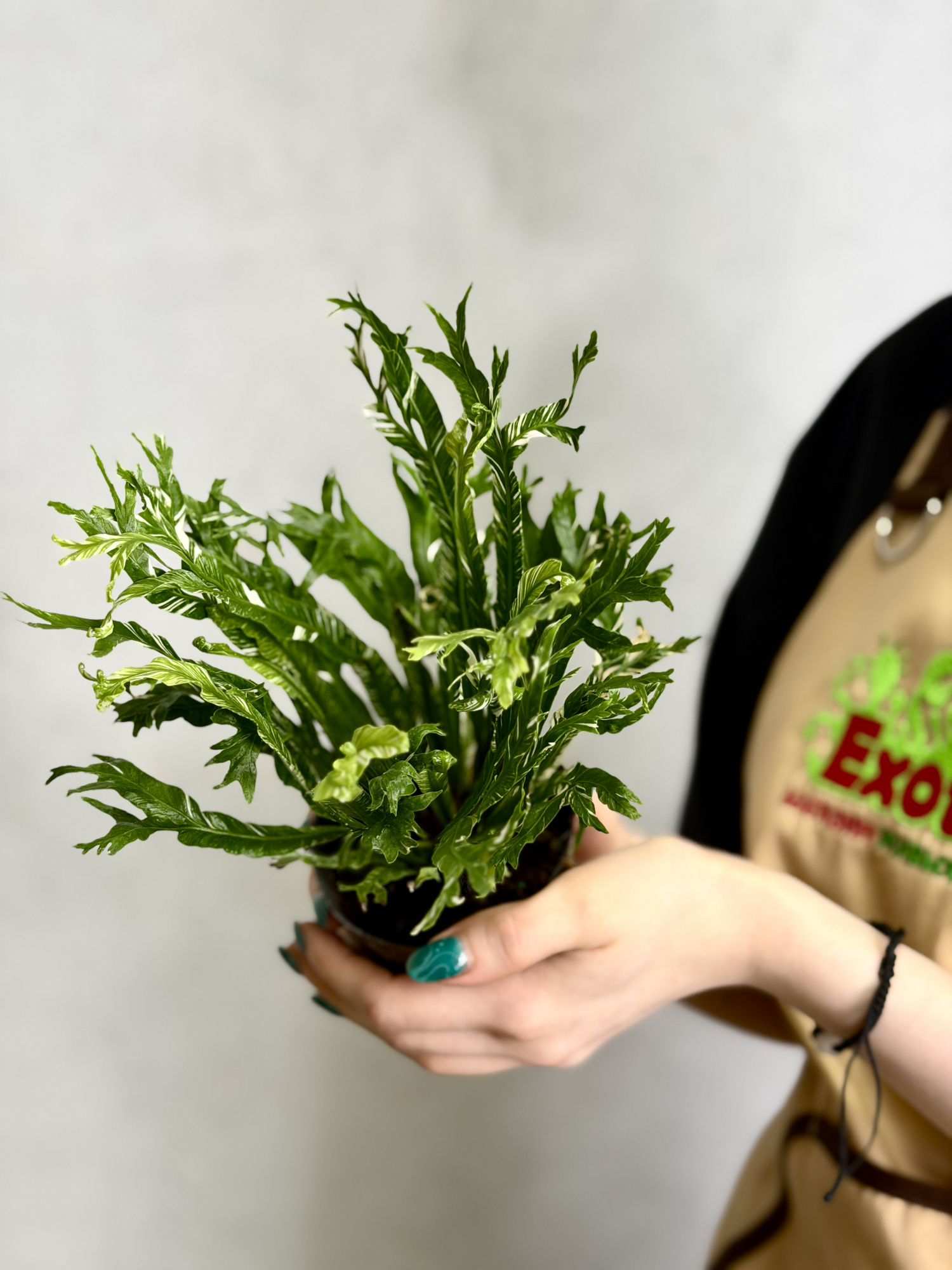 Асплениум Нидус Вариегатный (Asplenium Nidus Variegata) D9см