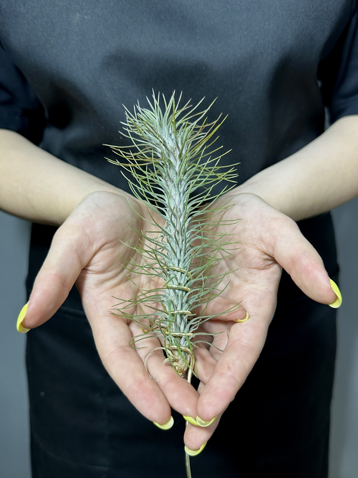 Тилландсия Фанкиана Крейзи Лав (Tillandsia Funckiana Crazy Love)
