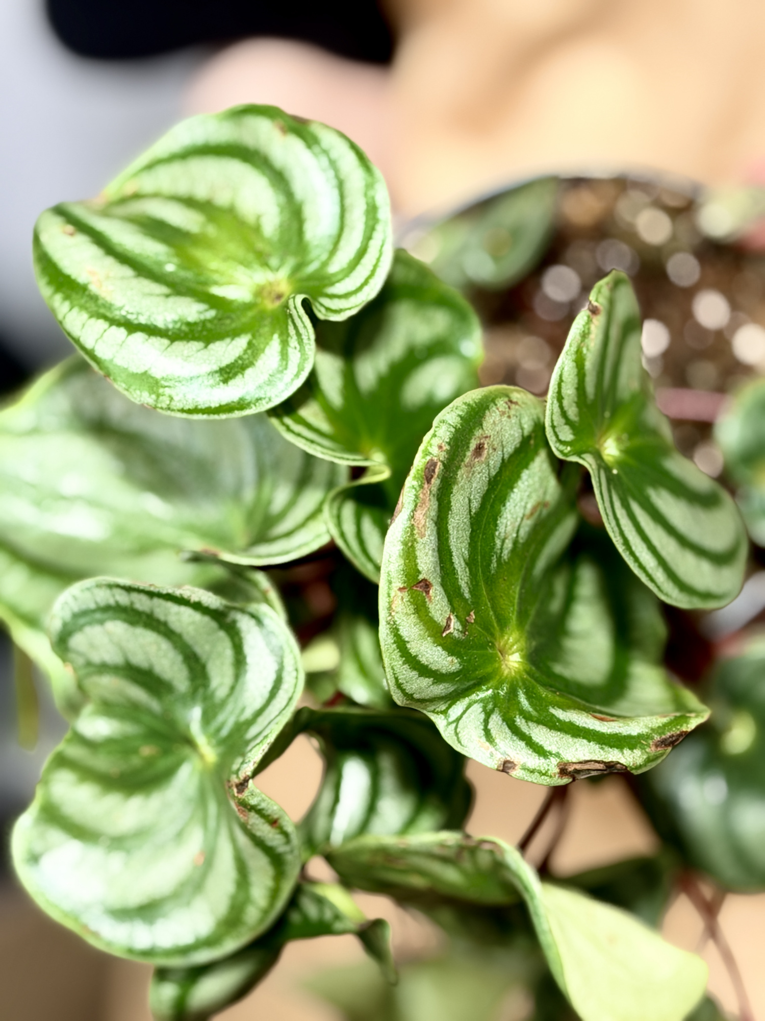 Пеперомия Арбузная уцен. (Peperomia Argyreia) D11см