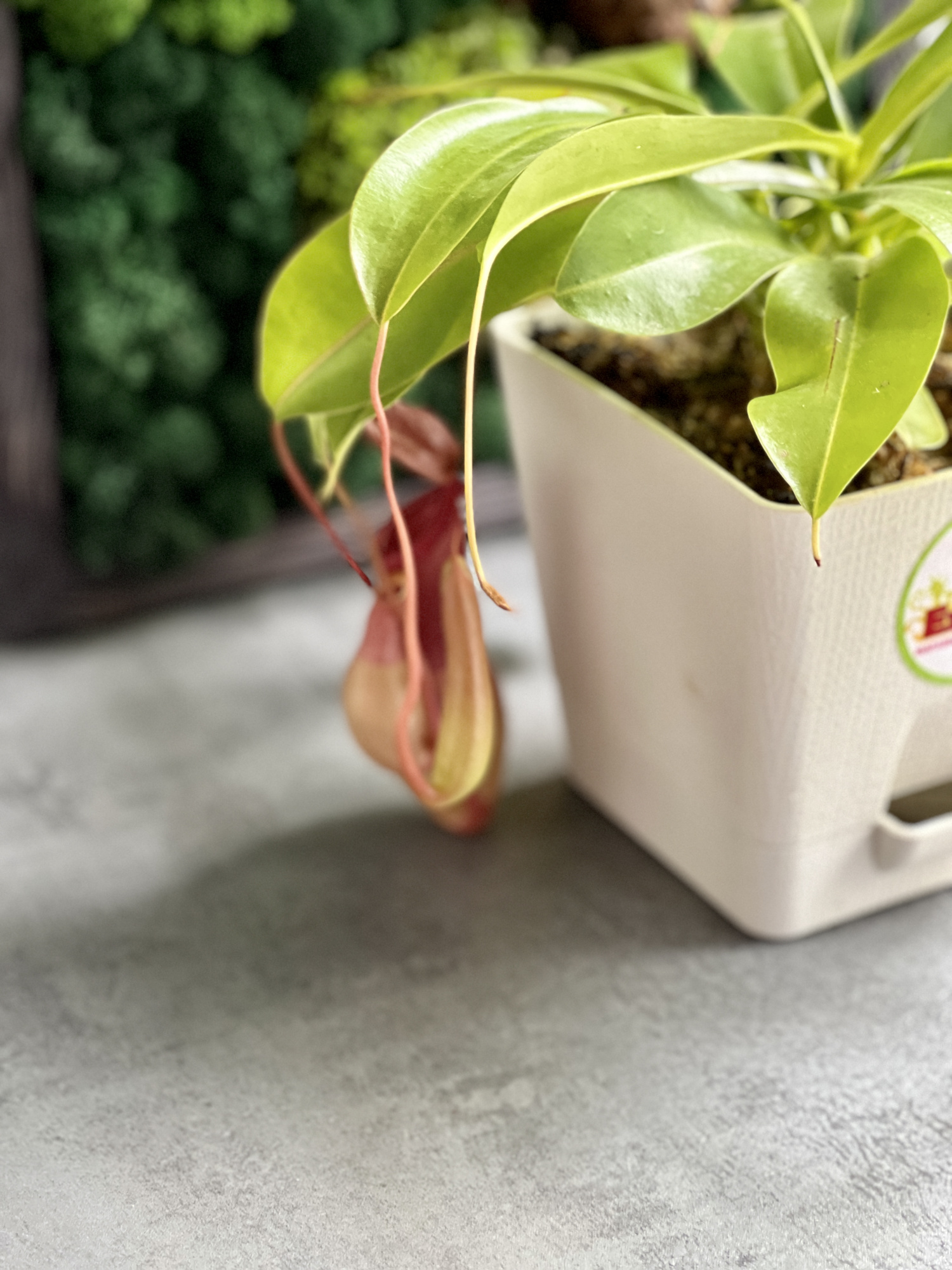 Непентес Вентрата (Nepenthes Ventrata) пересаженный D12см