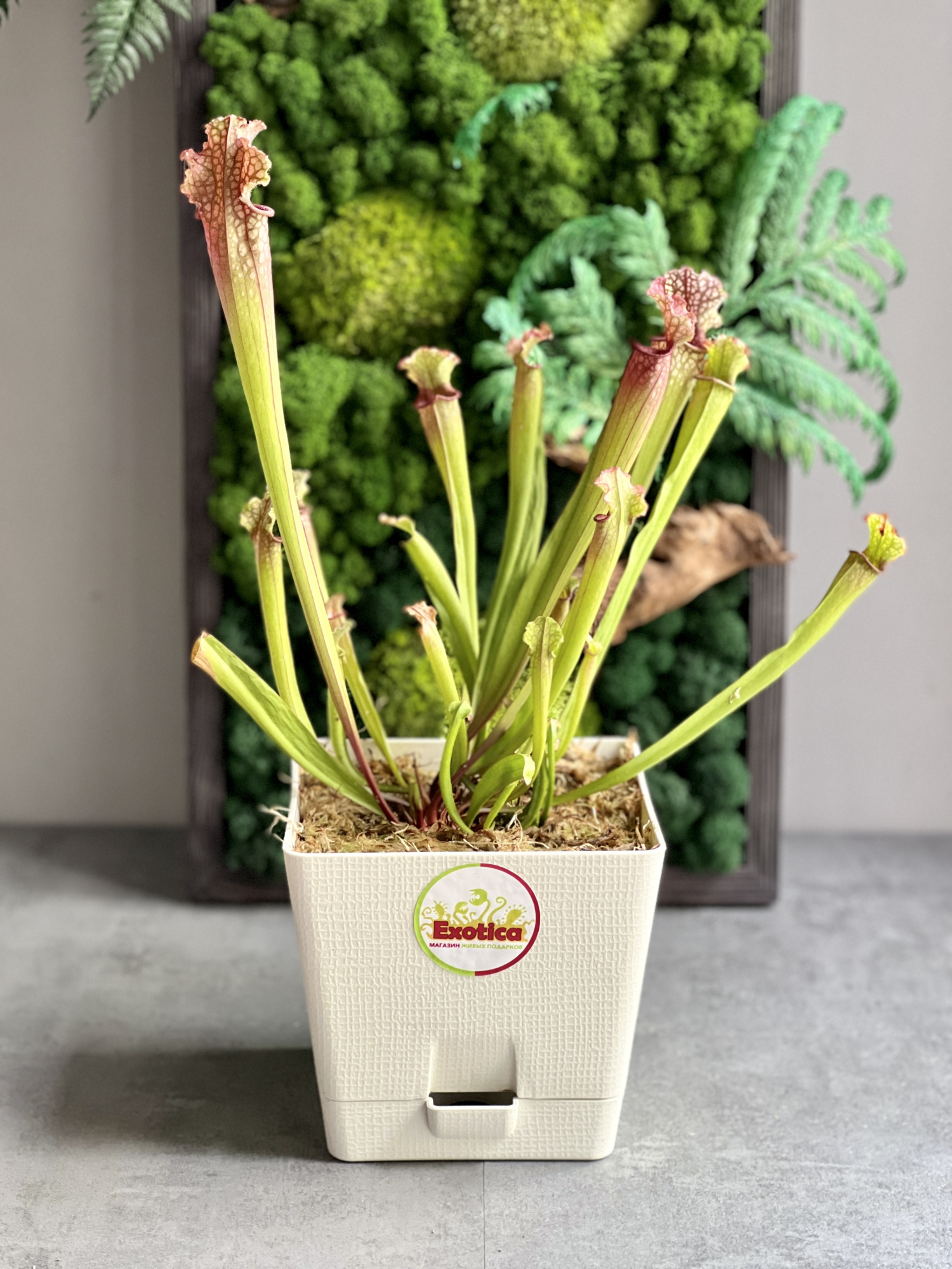 Саррацения Стивенси  (Sarracenia Stevensii) пересаженная D15см