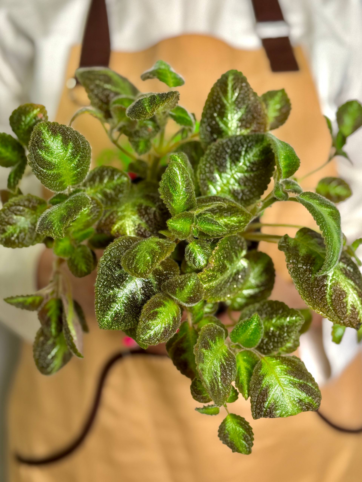 Эписция Розовая Пантера (Episcia Pink Panther) D12см
